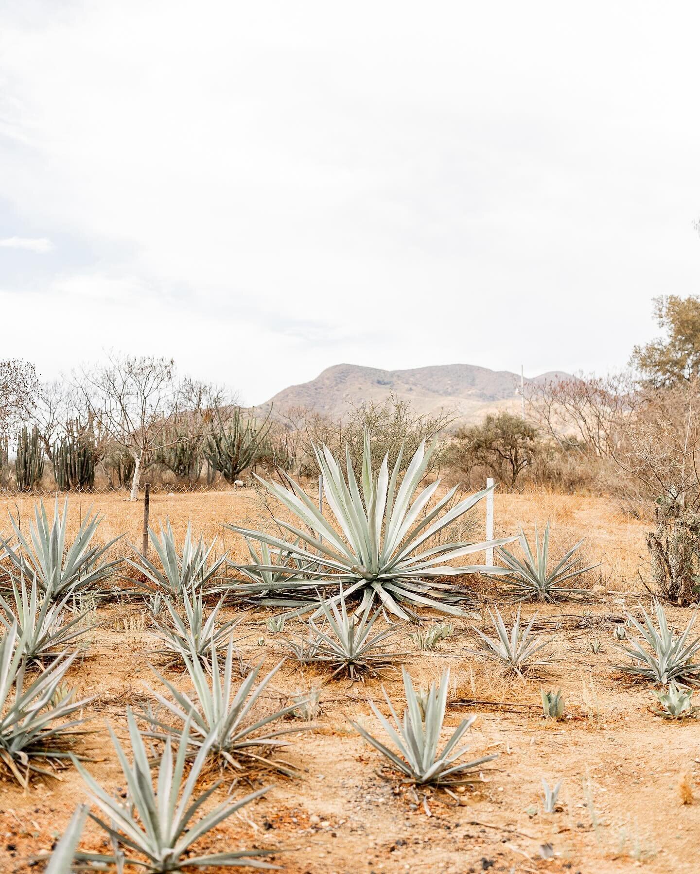 One of our favorite experiences in Oaxaca was riding a few hours outside of the city (first by bus &amp; then in the back of a pickup 🤪) to tour a few ancestral agave farms &amp; Mezcal distilleries!

More about that on the blog today! Comment &ldqu