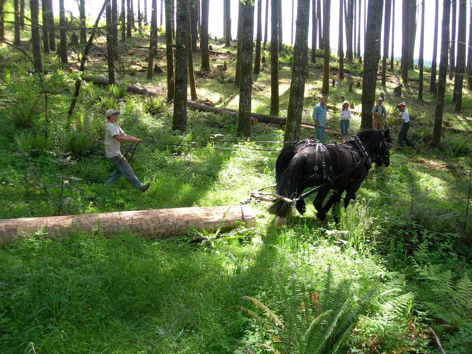 FUTURE FUNDAMENTALS FREE WORKSHOP SERIES: ECOFORESTRY WITH ABEL KLOSTER AND MATT HALL