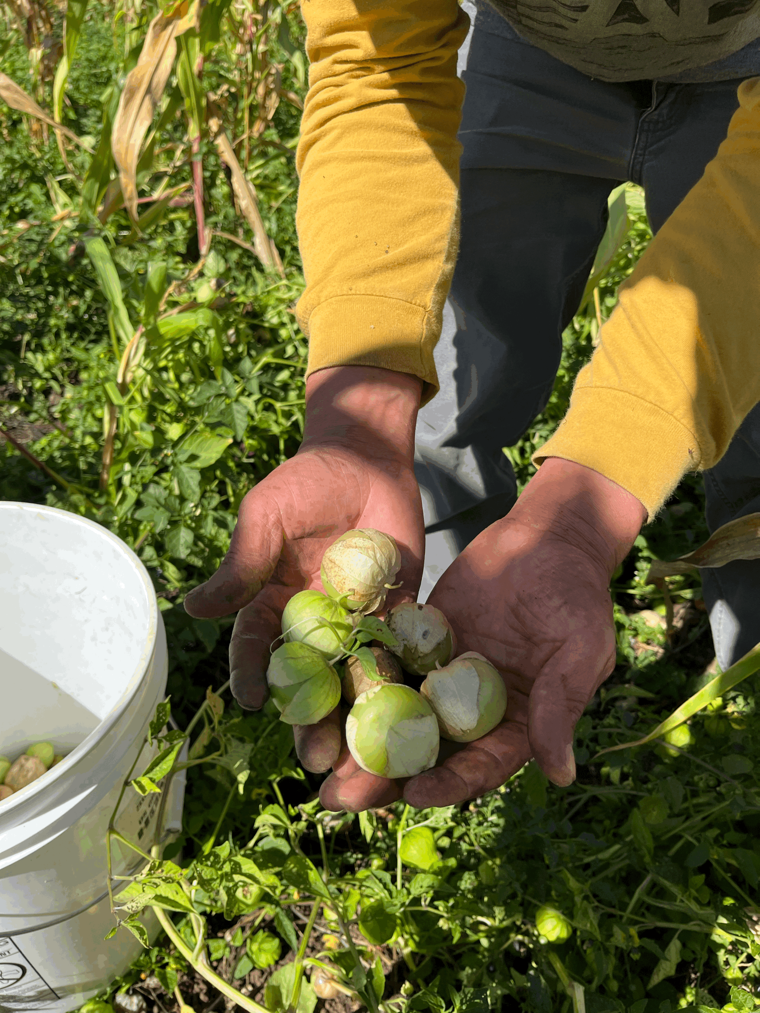 Tequio (Volunteer Day)