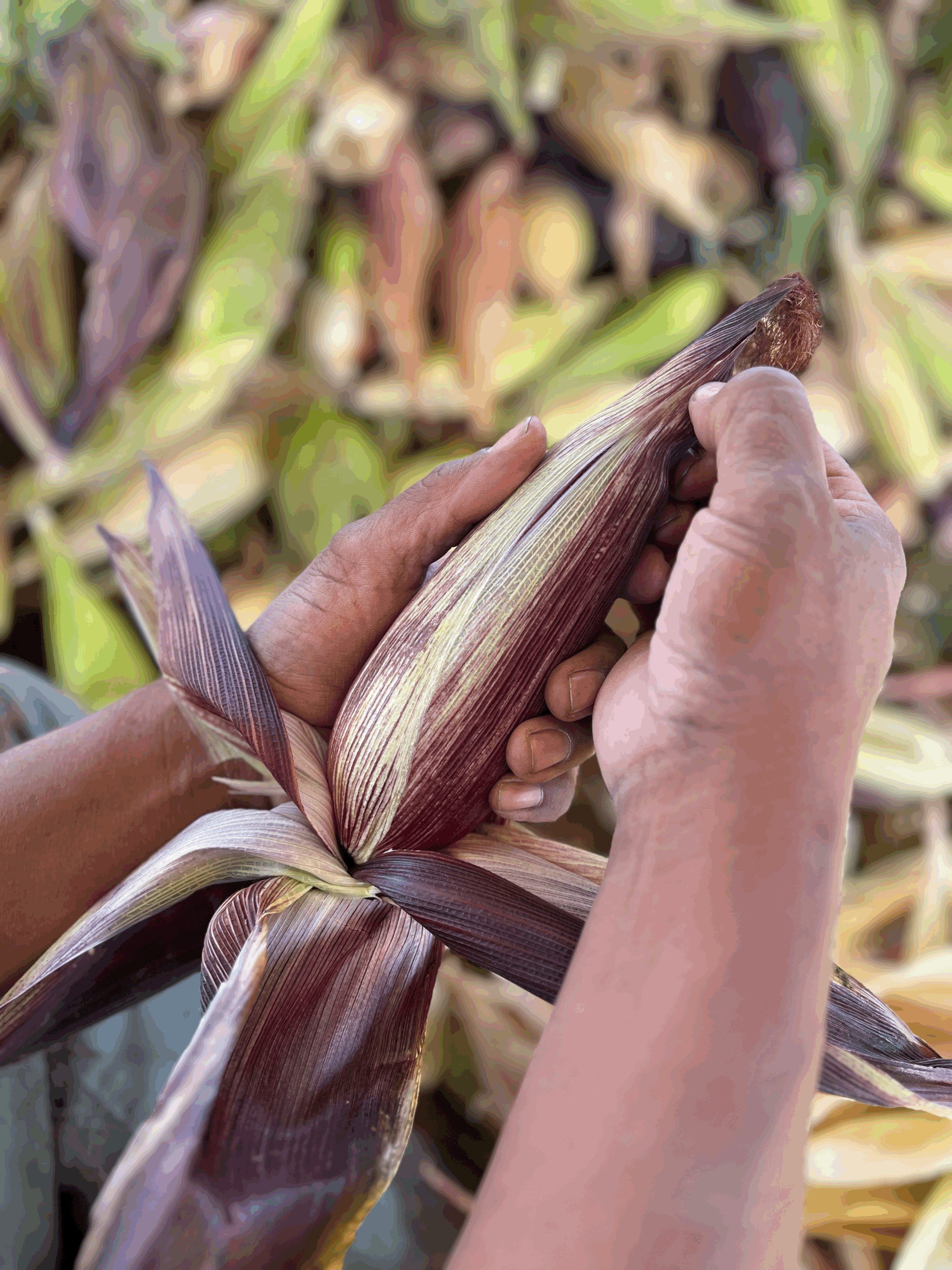 Tequio (Volunteer Day)