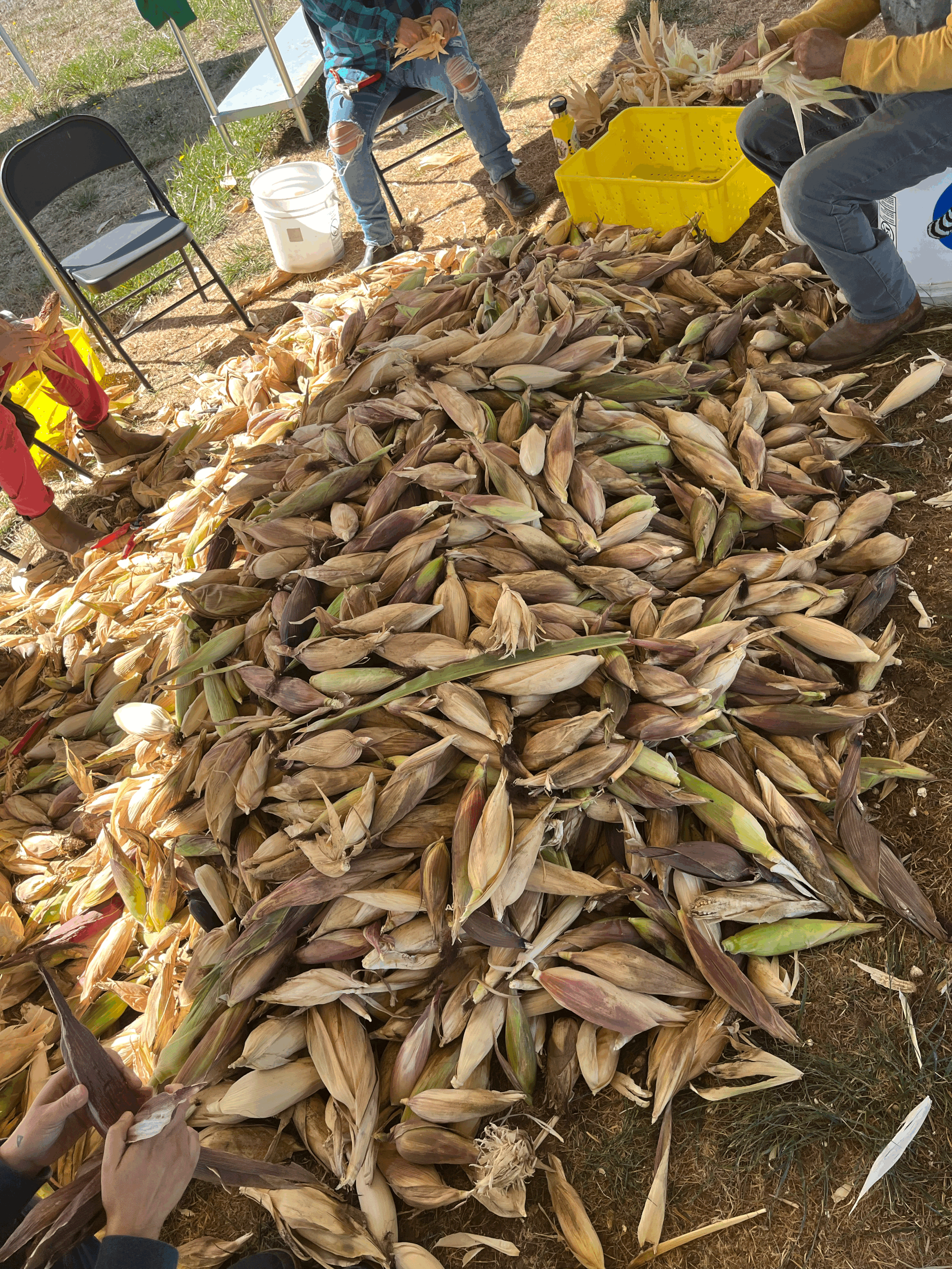 Tequio (Volunteer Day)