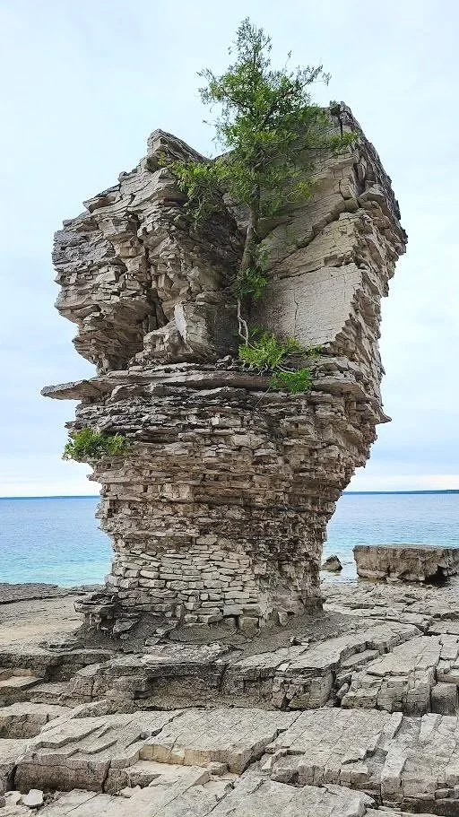 Image of a large sea stack (pillar of rock) with a tree growing out of the middle and vibrant blue water in the background.