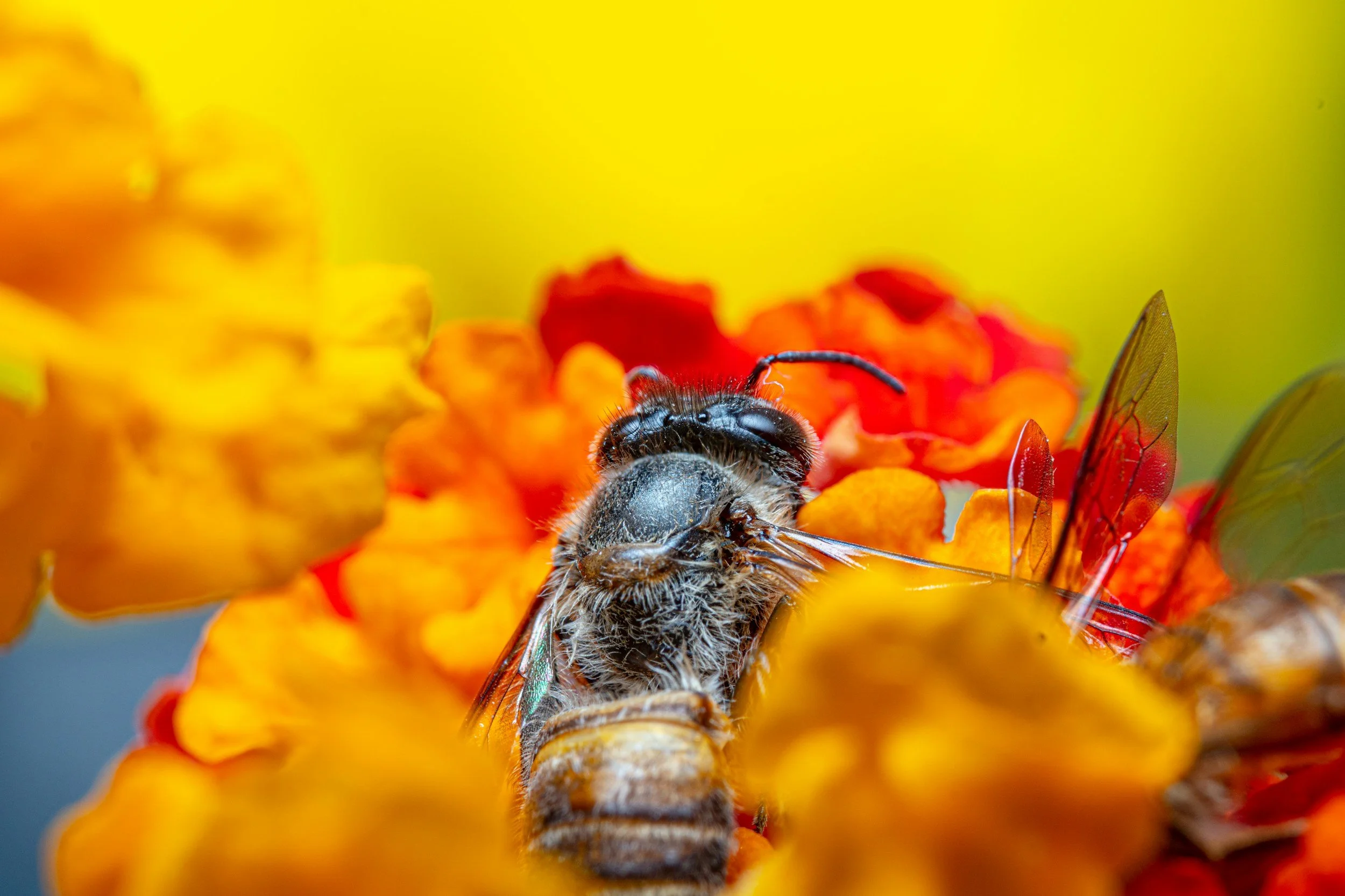 Close-up of a bee on orange and red flowers with a yellow background.