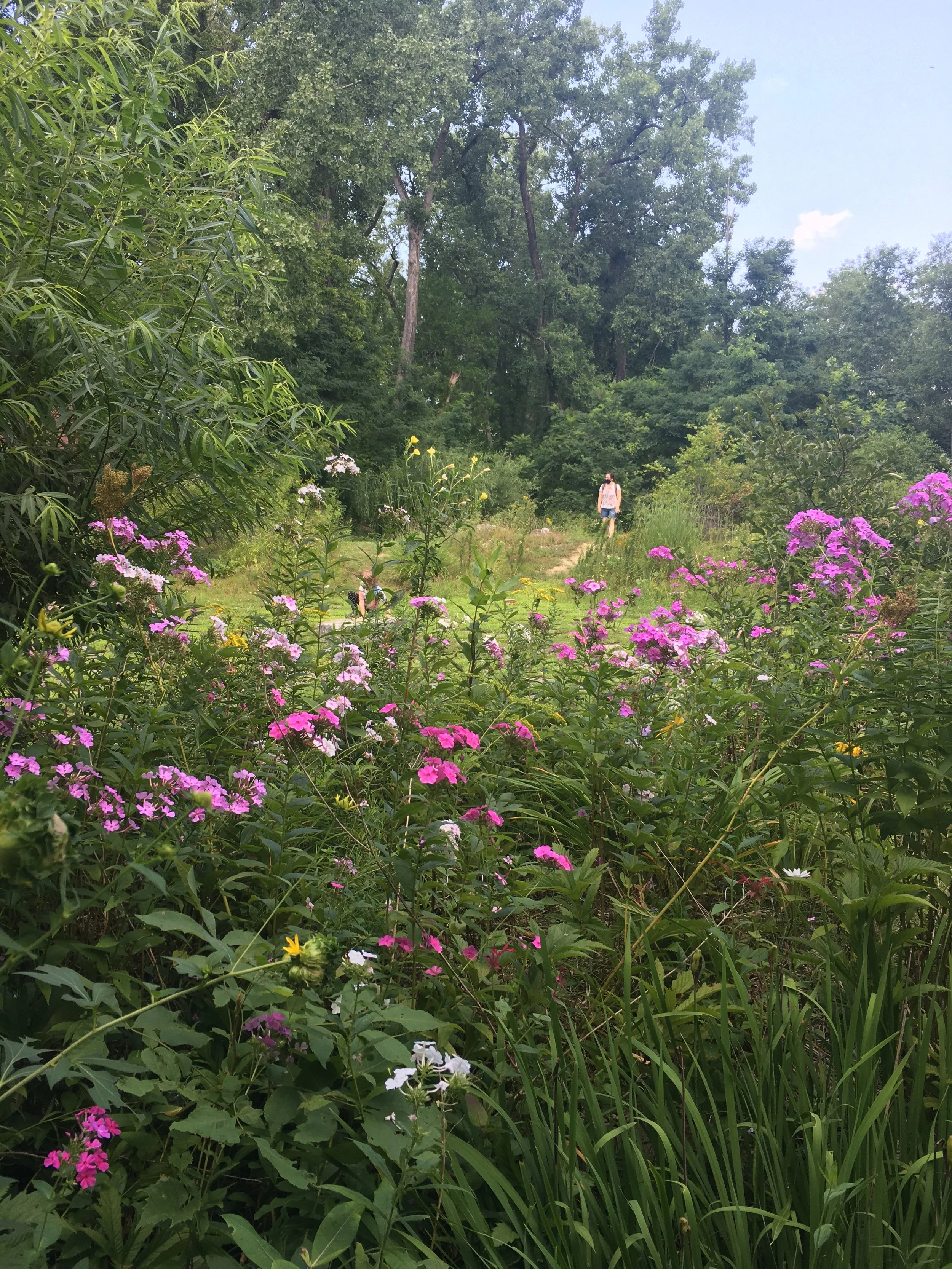 Pollinator plantings installed on a berm, surrounding the Labyrinth