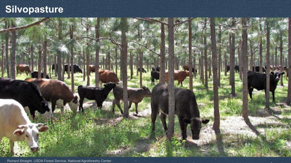 RA_Agroforestry _ U.S. Farm Bill Slides for 072023.pptx (16).jpg
