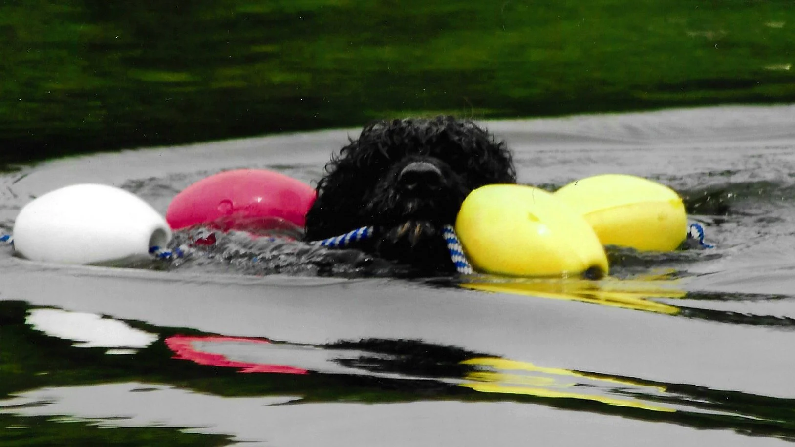 Contact Us — Boatswain's Mate Portuguese Water Dogs
