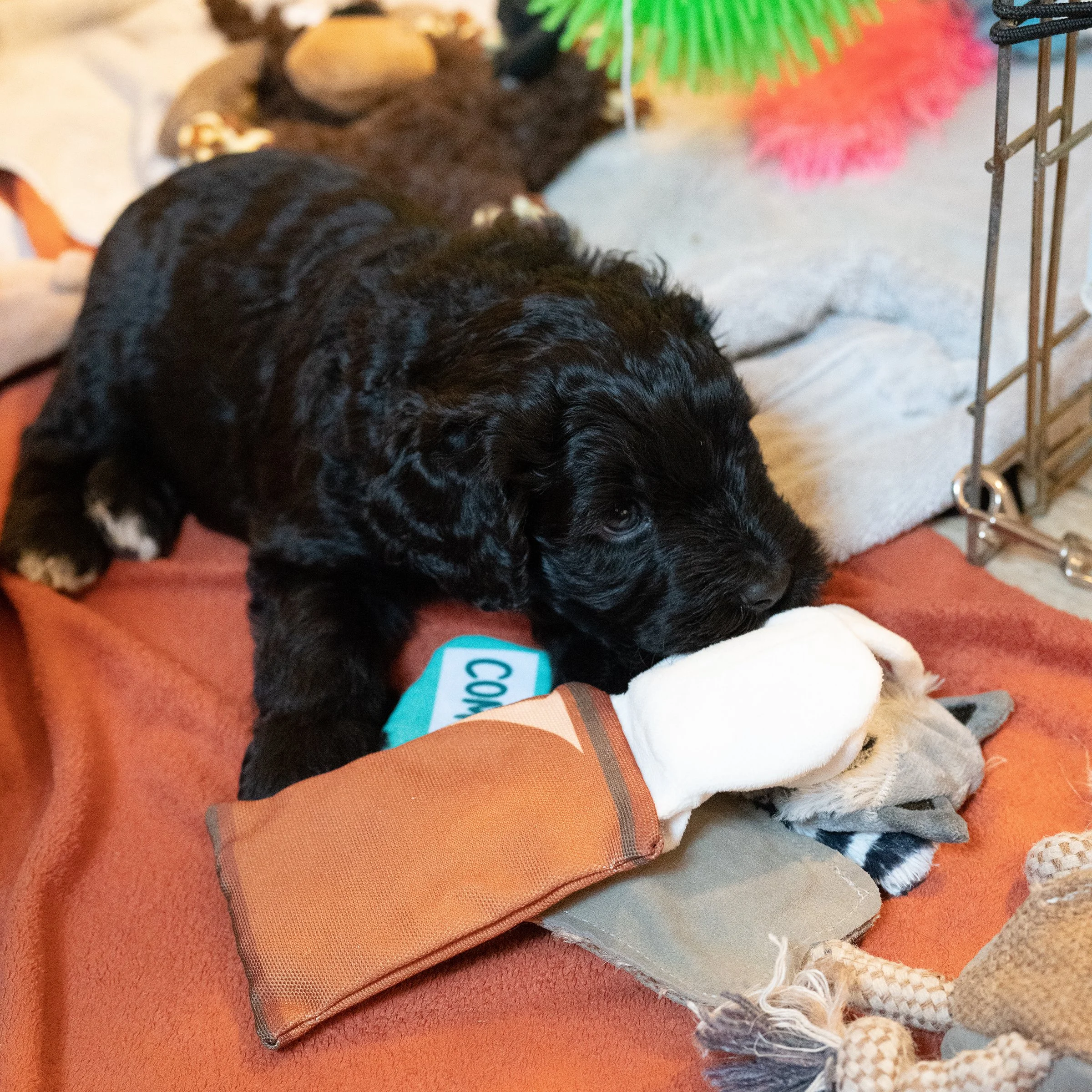 Past Puppies — Boatswain's Mate Portuguese Water Dogs