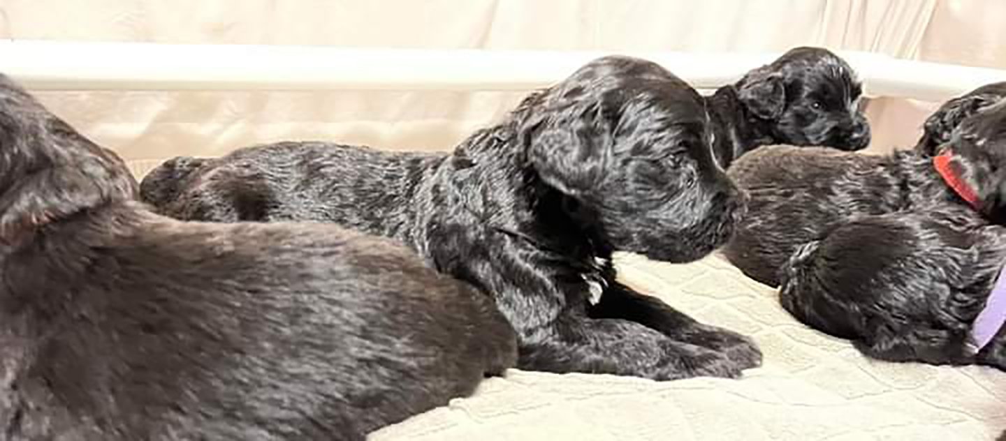 Litters — Boatswain's Mate Portuguese Water Dogs