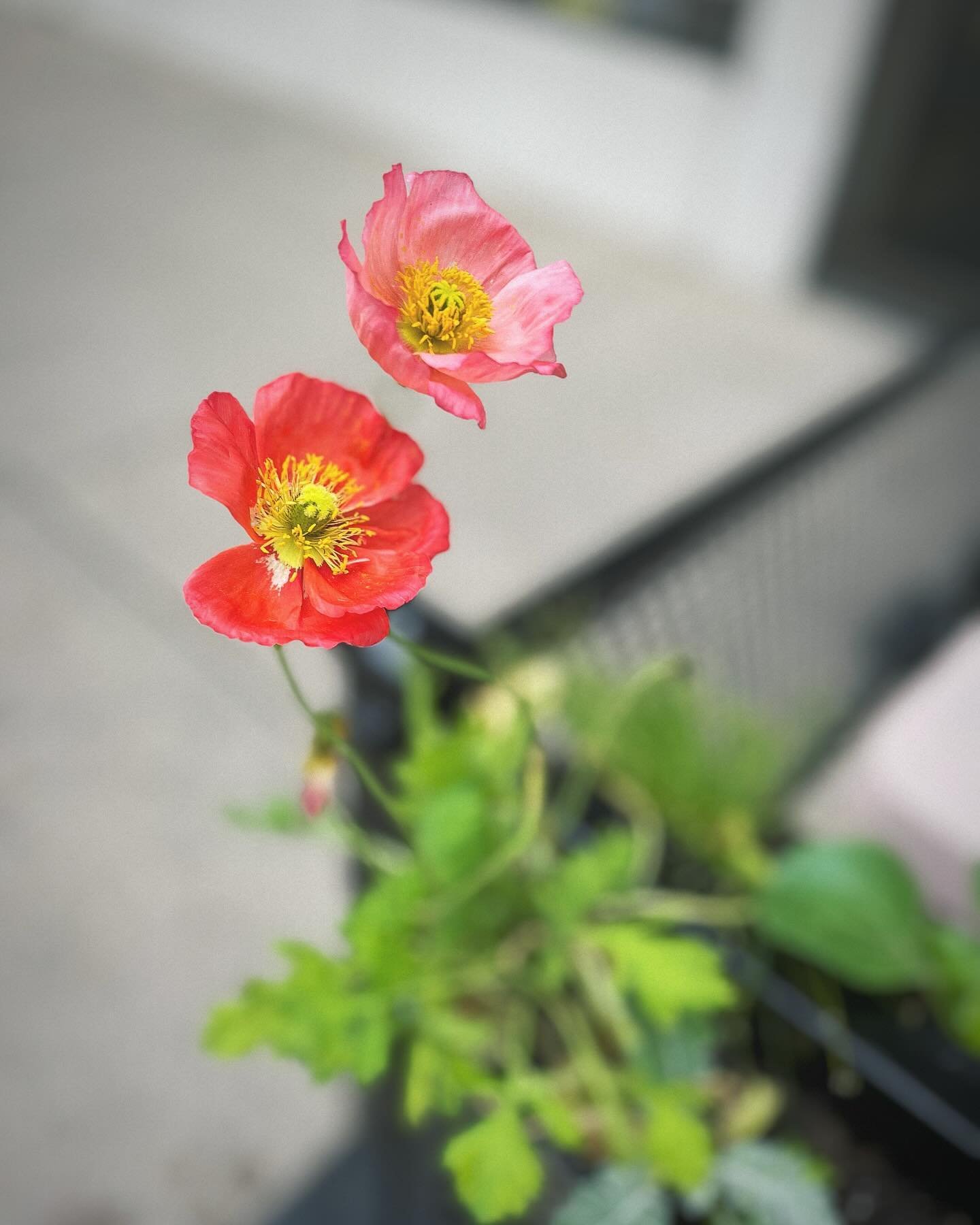 Patio&rsquo;s poppin&rsquo;. Dine al fresco and enjoy the sunshine. Open today 8am-2pm!

#springtime #poppies #botanyorbust #patio #sunshinedaydream #patioseason #goodfood #fromscratch #birdstheword #theearlybirdeatery #dtsouthbend #indianafood #sout
