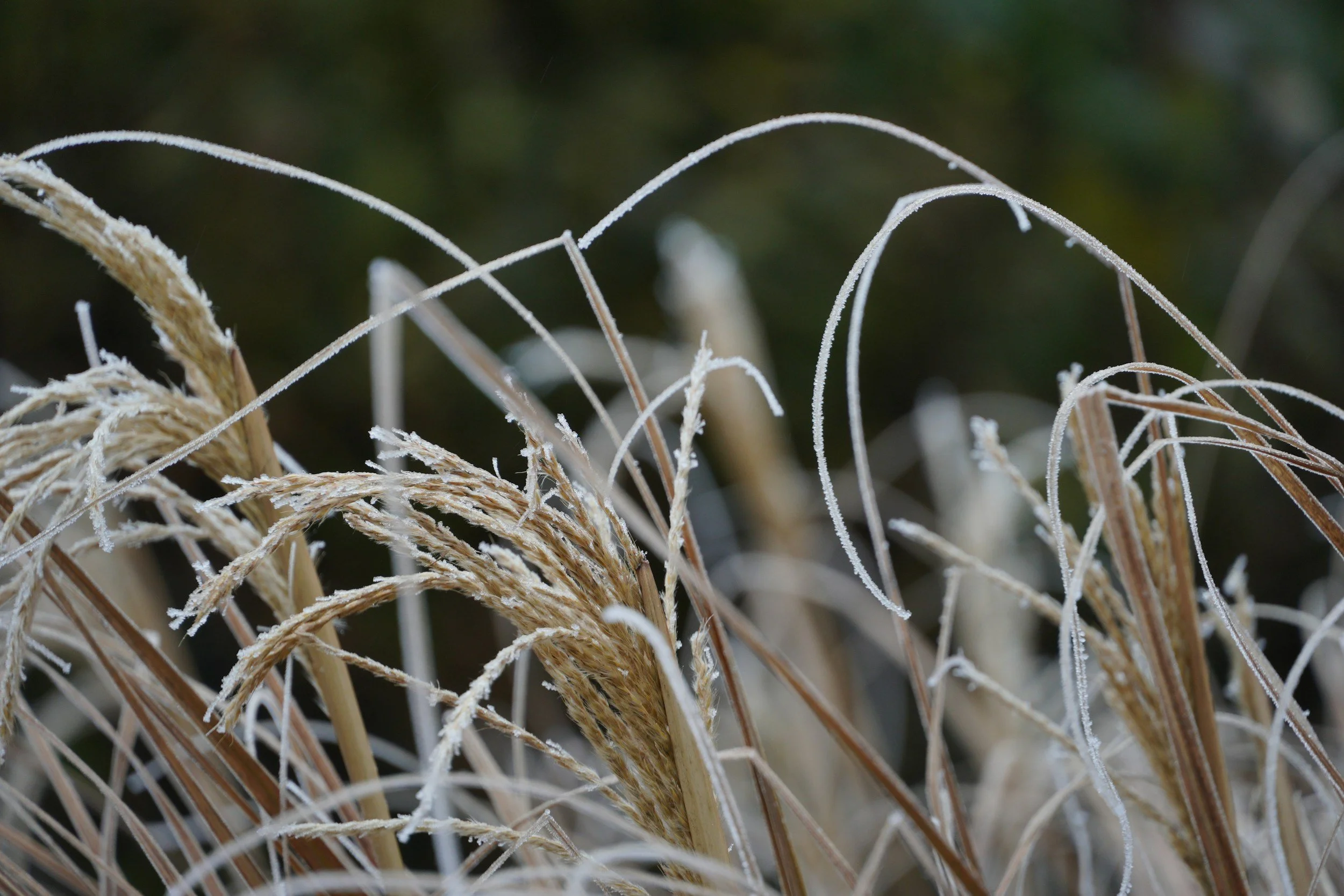 Why We Wait to Trim Our Ornamental Grasses Until Spring