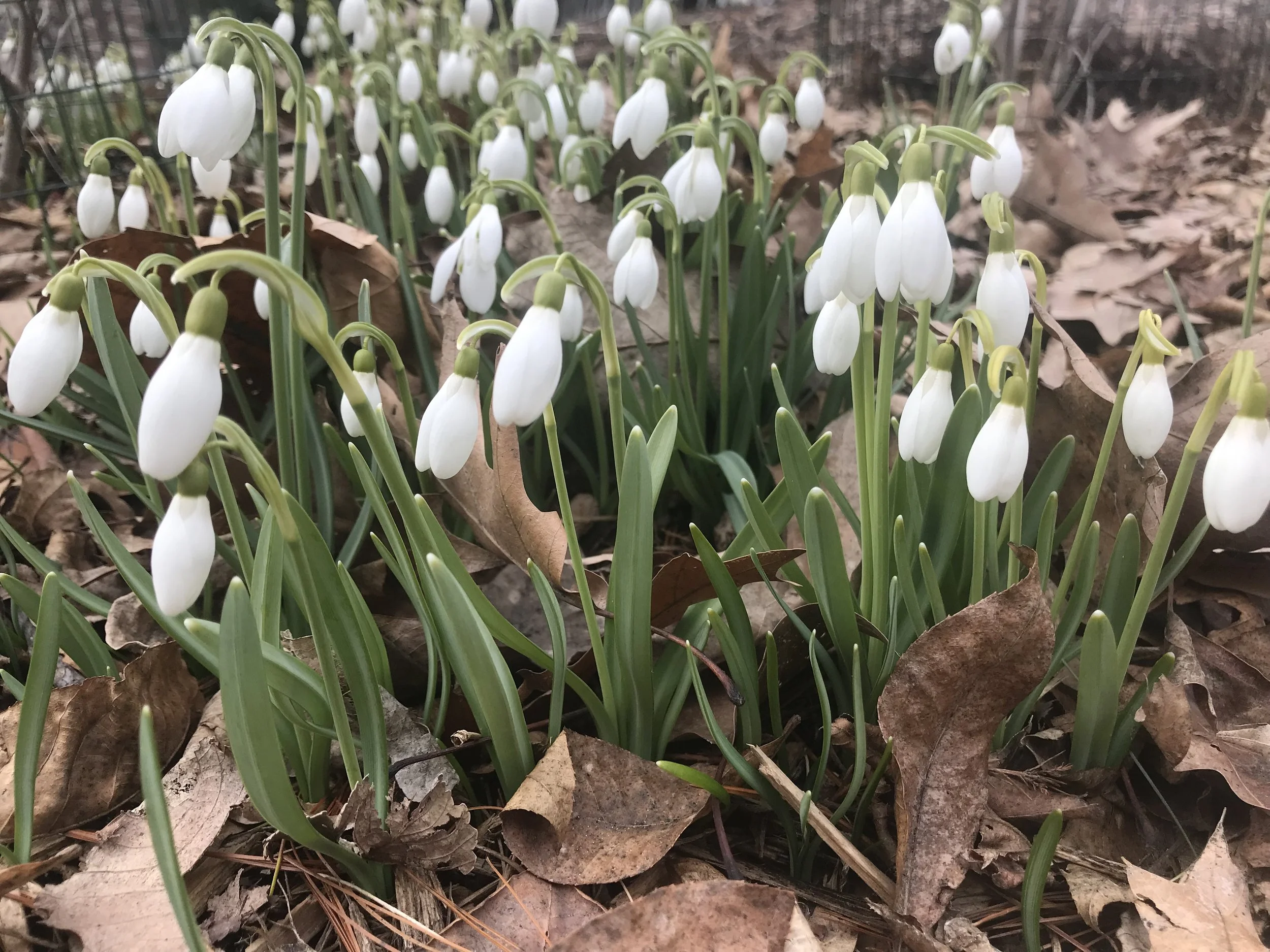 Why Wait for Spring Cleanup?