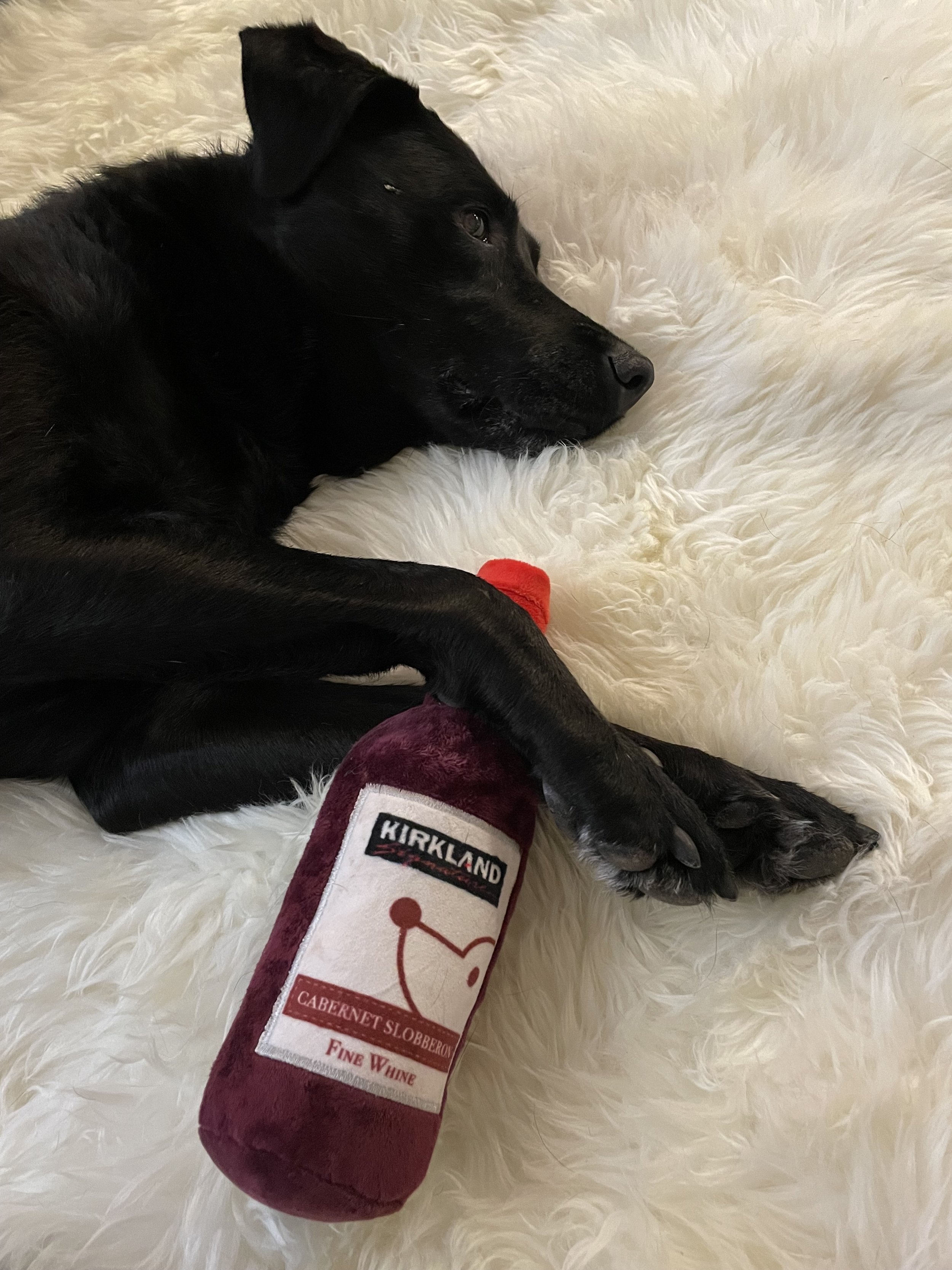 This is our sweet family dog, Marley girl