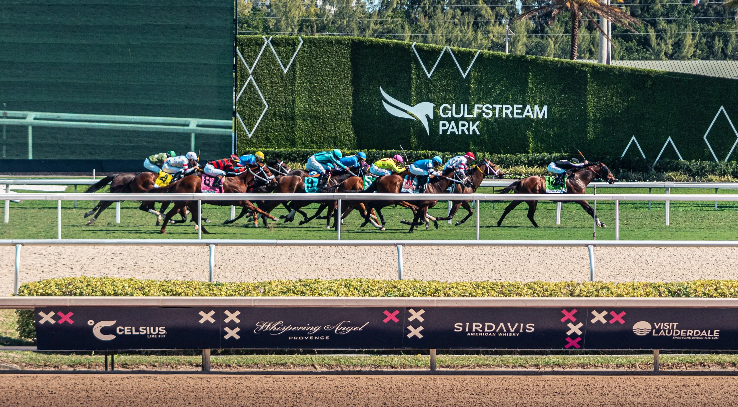 PEGASUS CUP