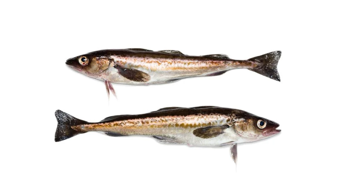 Alaska Pollock Theragra Chalcogramma Phoenix Seafoods Alaska Pollock Theragra Chalcogramma Phoenix Seafoods