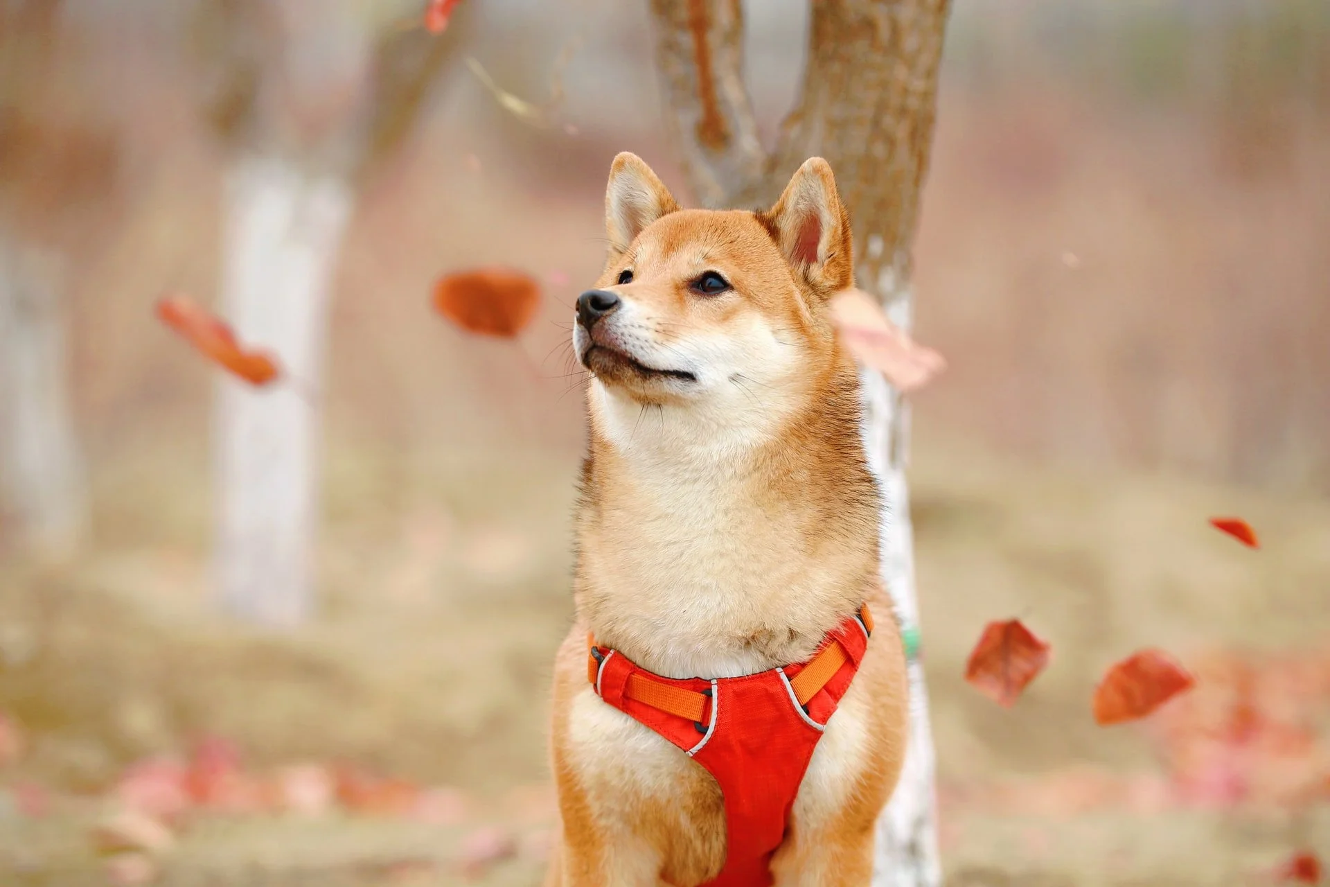 Picture-of-a-golden-shiba-inu-dog