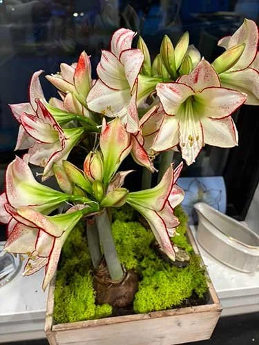 PicassoAmaryllis.jpg