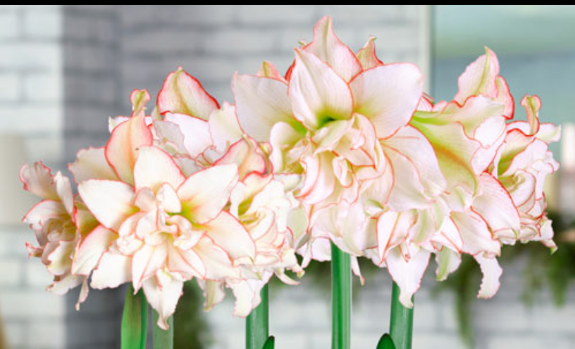 Amaryllis Harlequiin.png