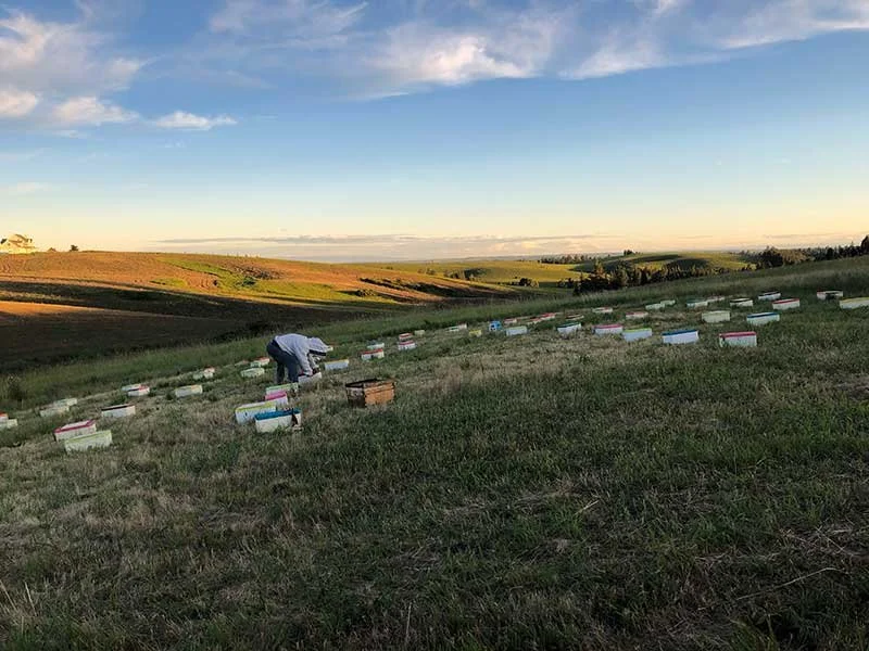 bee yard