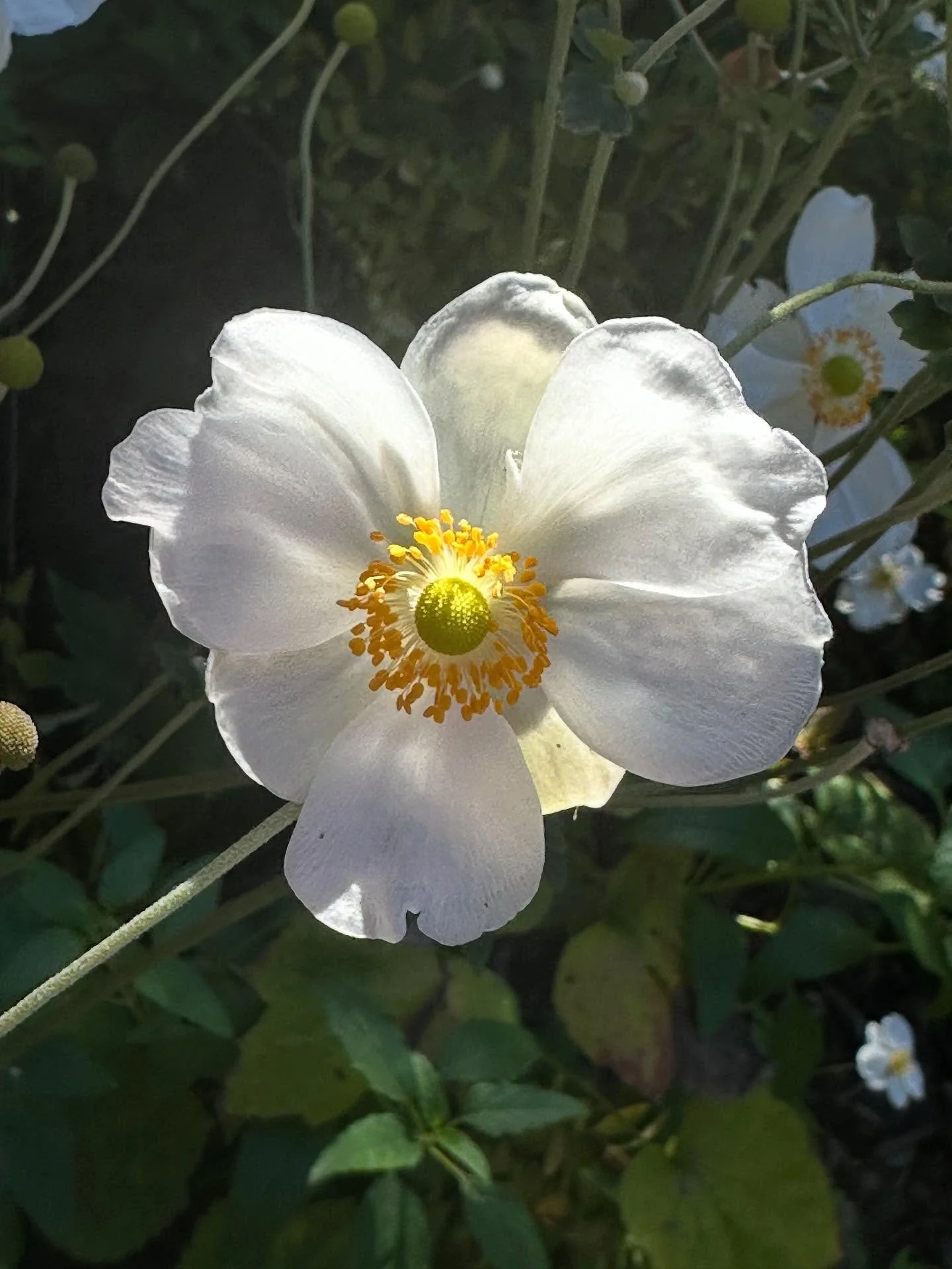 Some pretty fall colors from my garden, starting with my faves: Windflowers and Black-eyed Susans. Then there&rsquo;s Bidens with a little bee in the middle, Goldenrod, the very cool looking seed pods of Crocosima, Japanese Maple, and the brilliant r