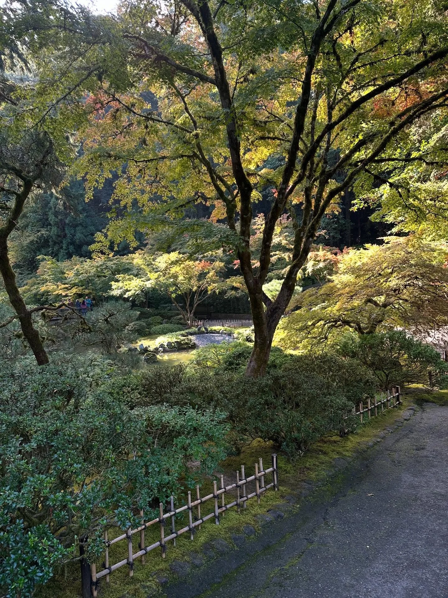 The amazing (and very authentic ) Japanese Garden in Portland on a beautiful fall day. It was soooo crowded, I guess everybody&rsquo;s coming for the fall colors, still a little early but some maples are showing off already. And the koi! So brilliant