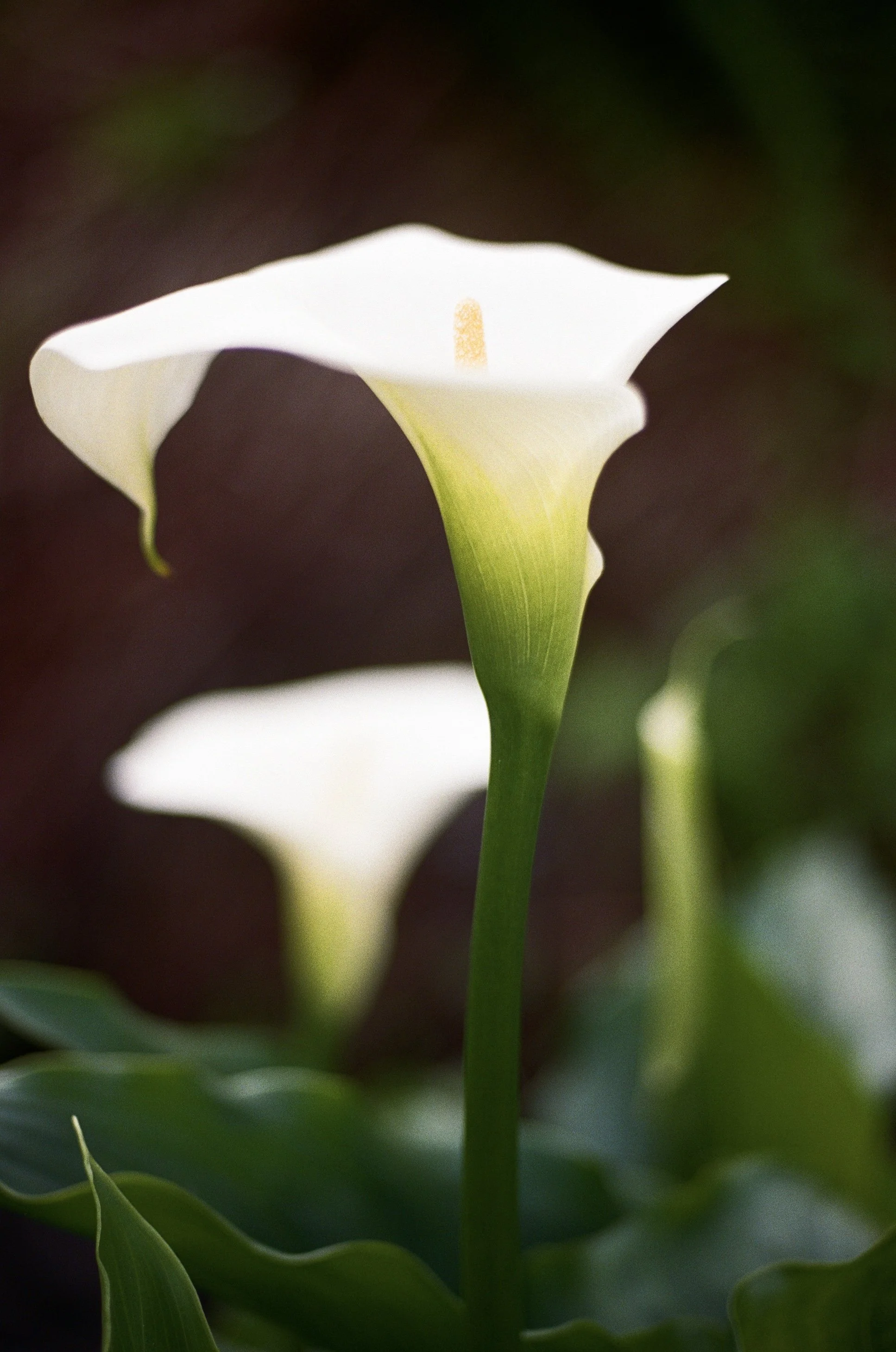 000037060004_4A 2.jpg