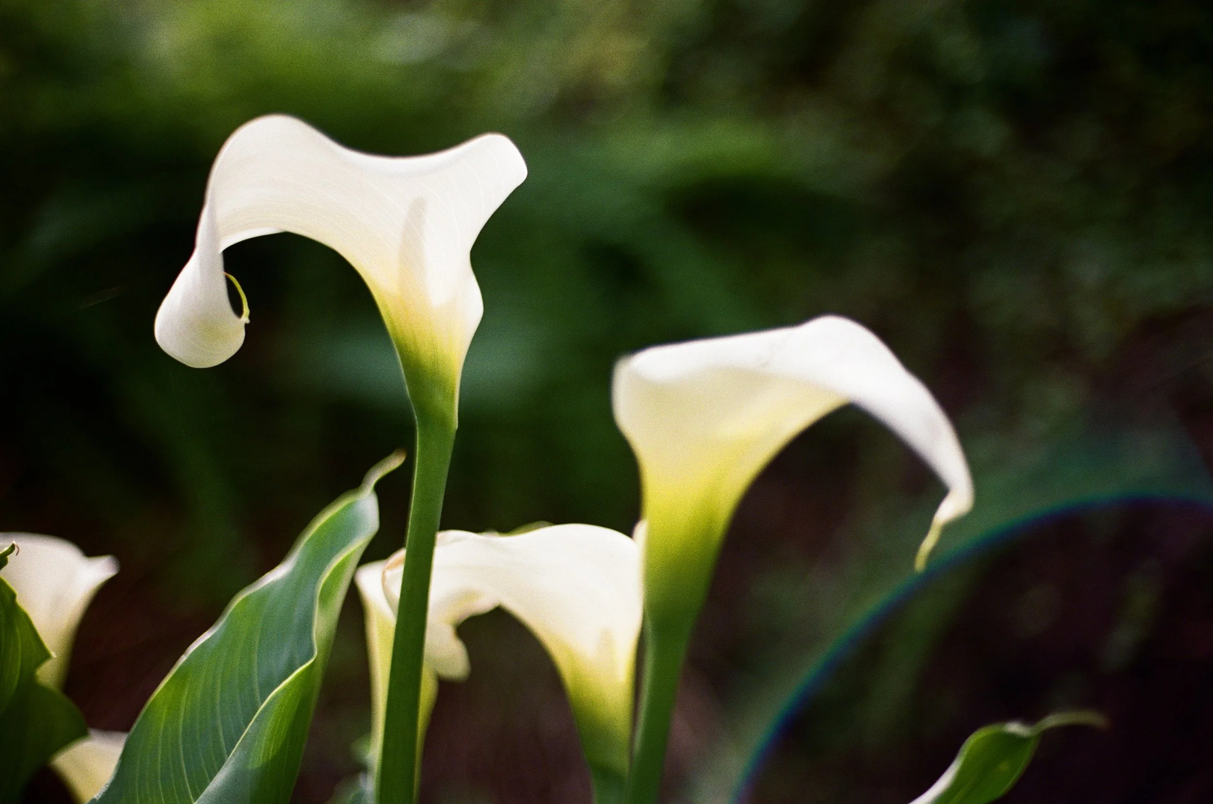 000037060003_3A 2.JPG