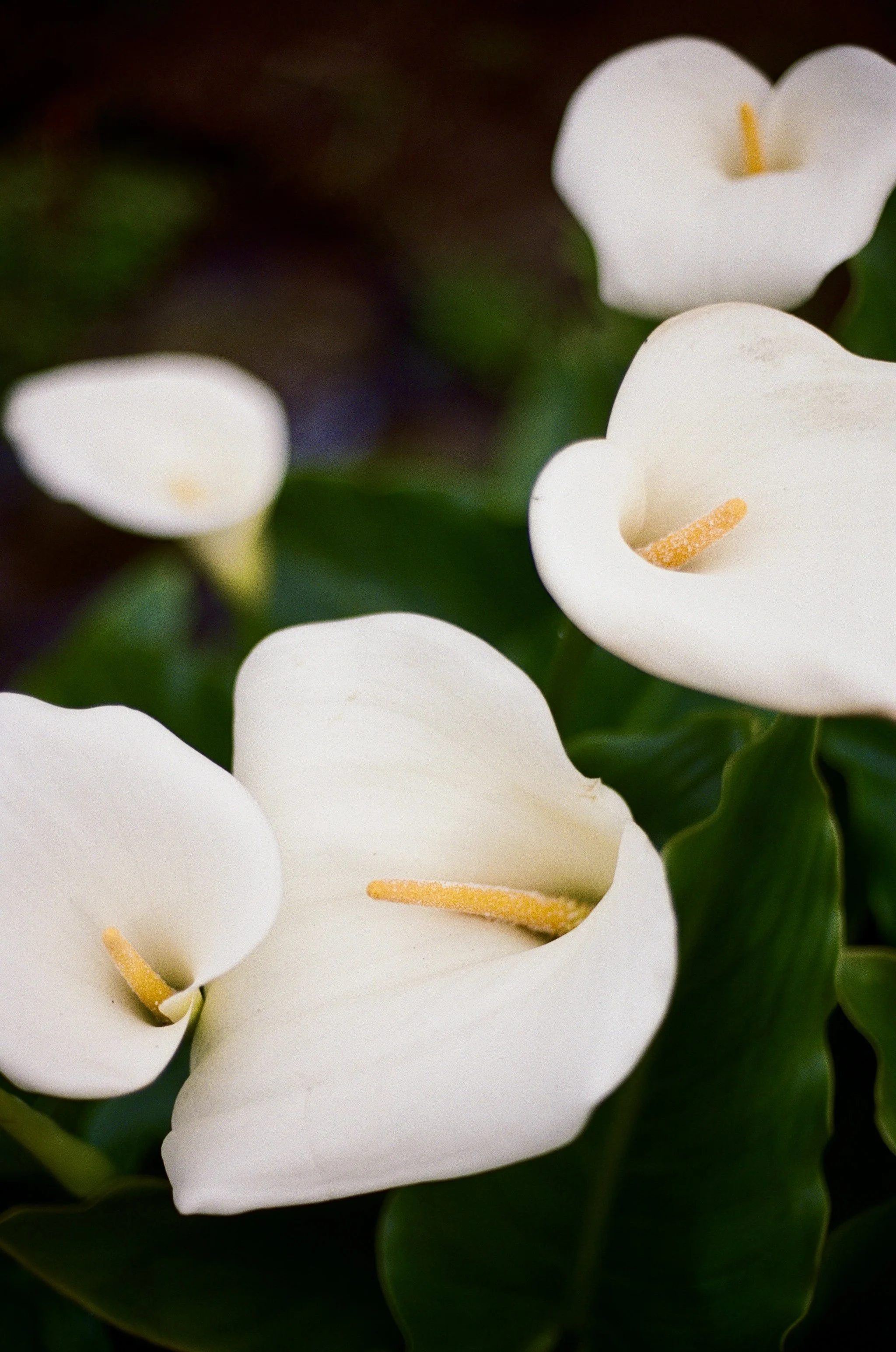 000037060005_5A 2.jpg