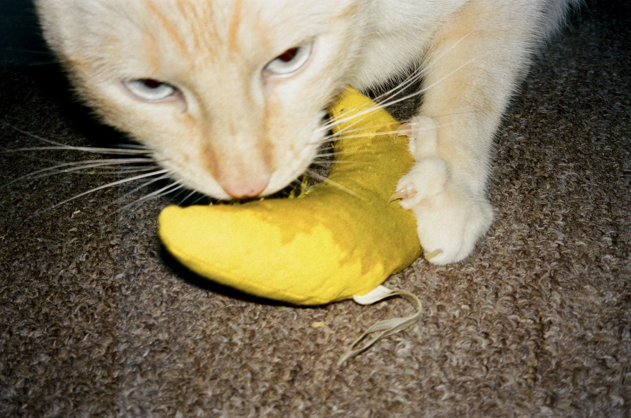 000951200005_4A 2.jpg