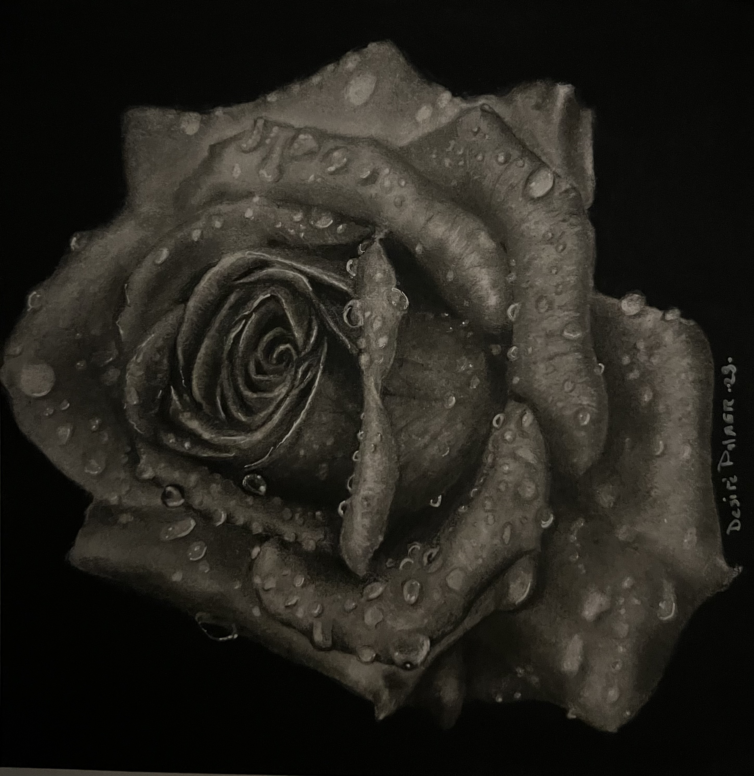 Rose custom size •2023•