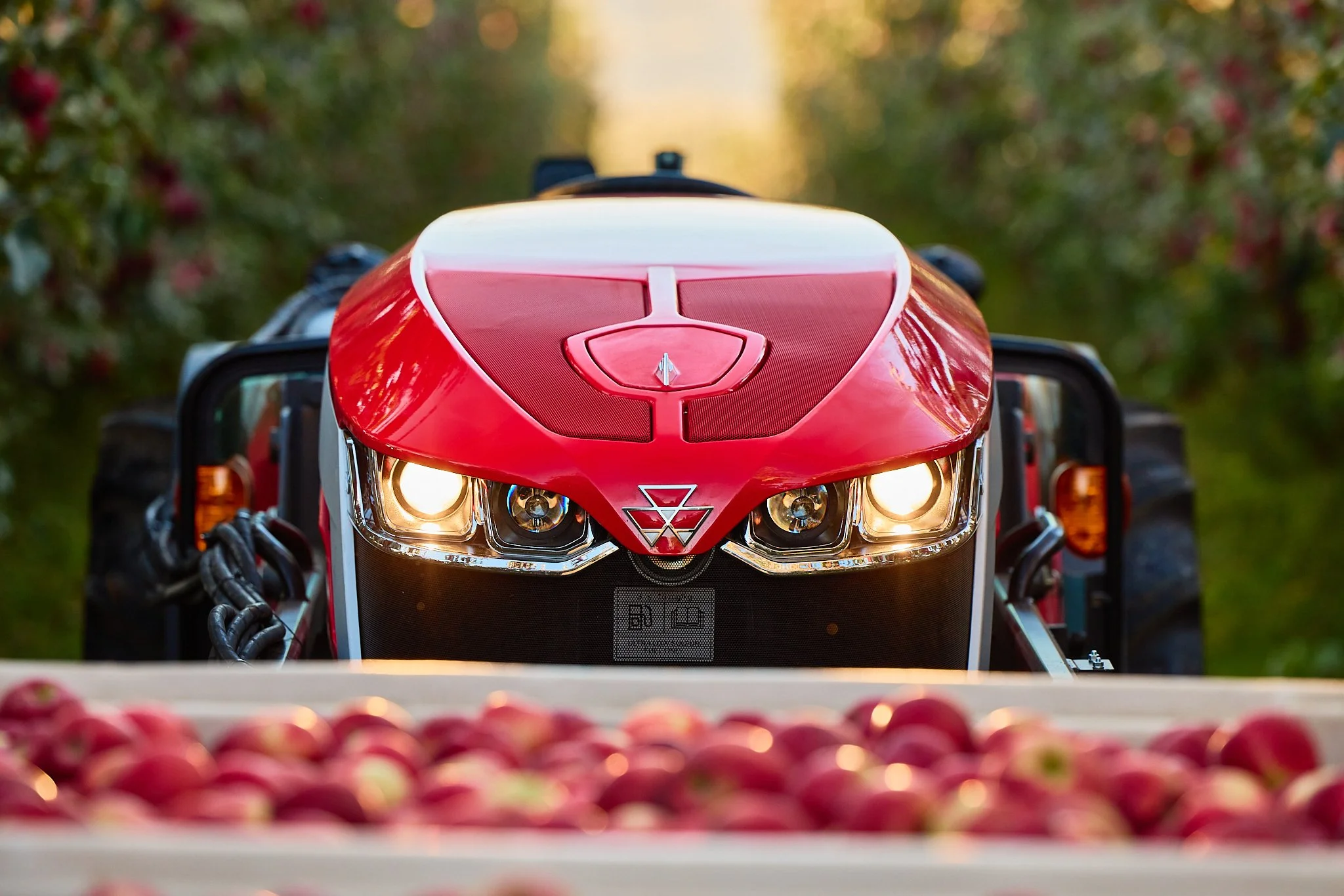A red and black tractor harvesting apples in an orchard with trees in the background.