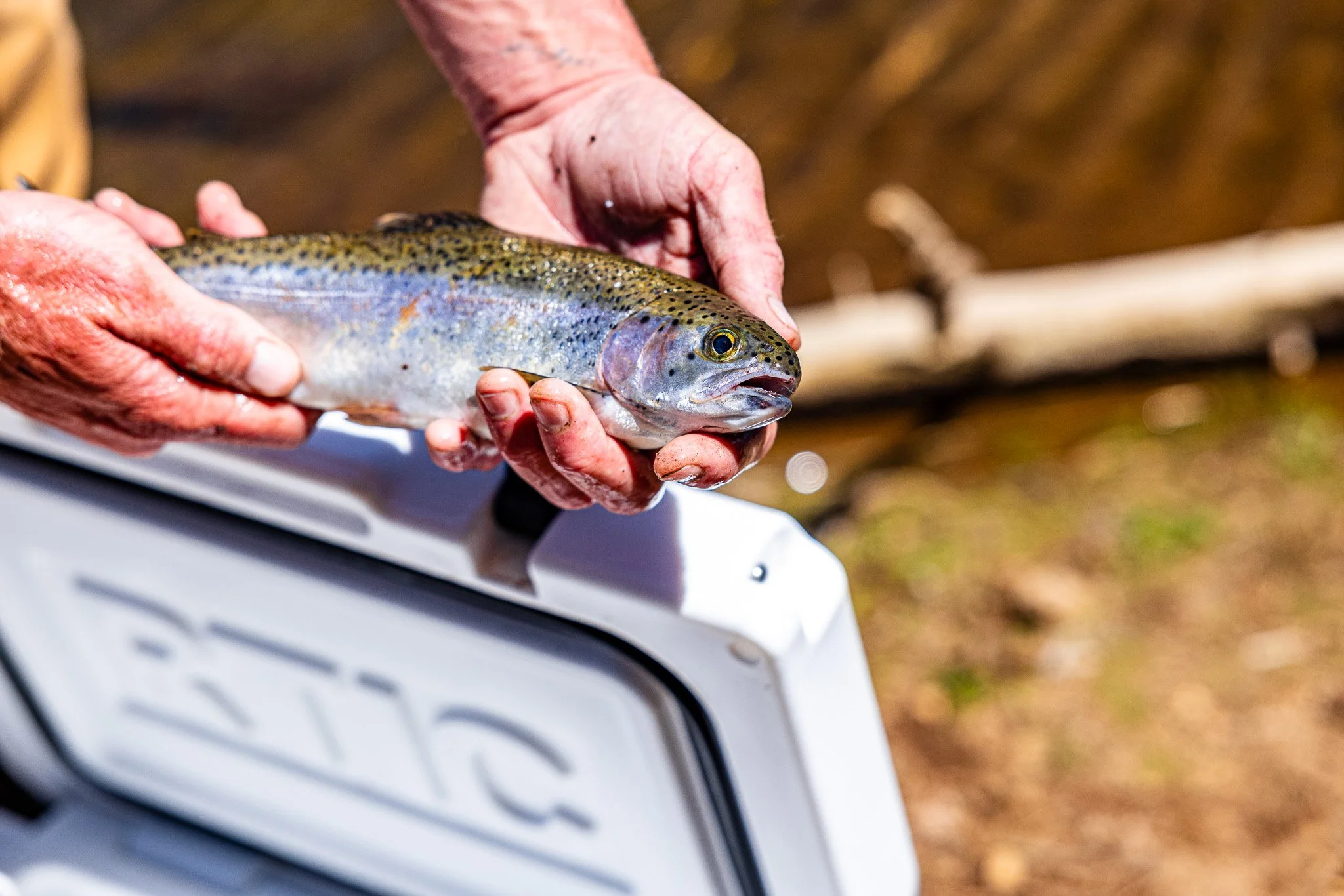 Hands holding a rainbow trout fish over a scale.