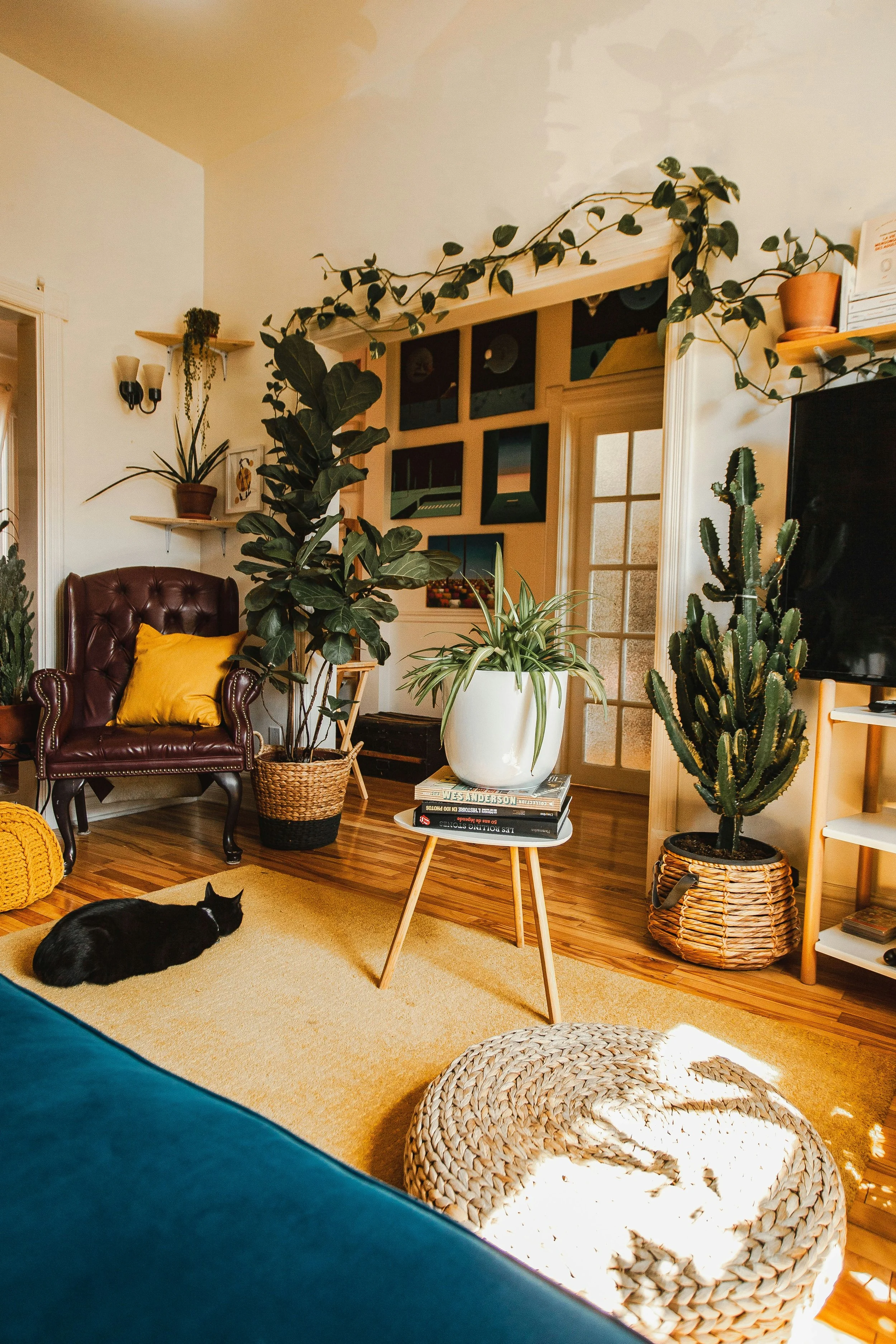 Cozy living room with various houseplants, including a fiddle-leaf fig, cactus, and spider plant, a burgundy leather armchair with a yellow pillow, a woven floor cushion, a small wooden side table with books, a black cat lounging on a yellow rug, a TV, and art on the walls.