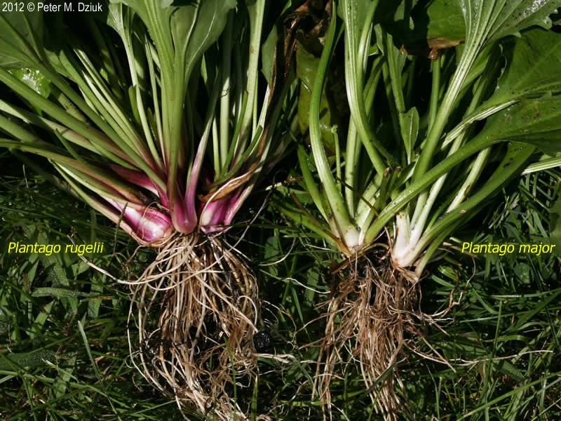 plantago-root-compare-2.jpg