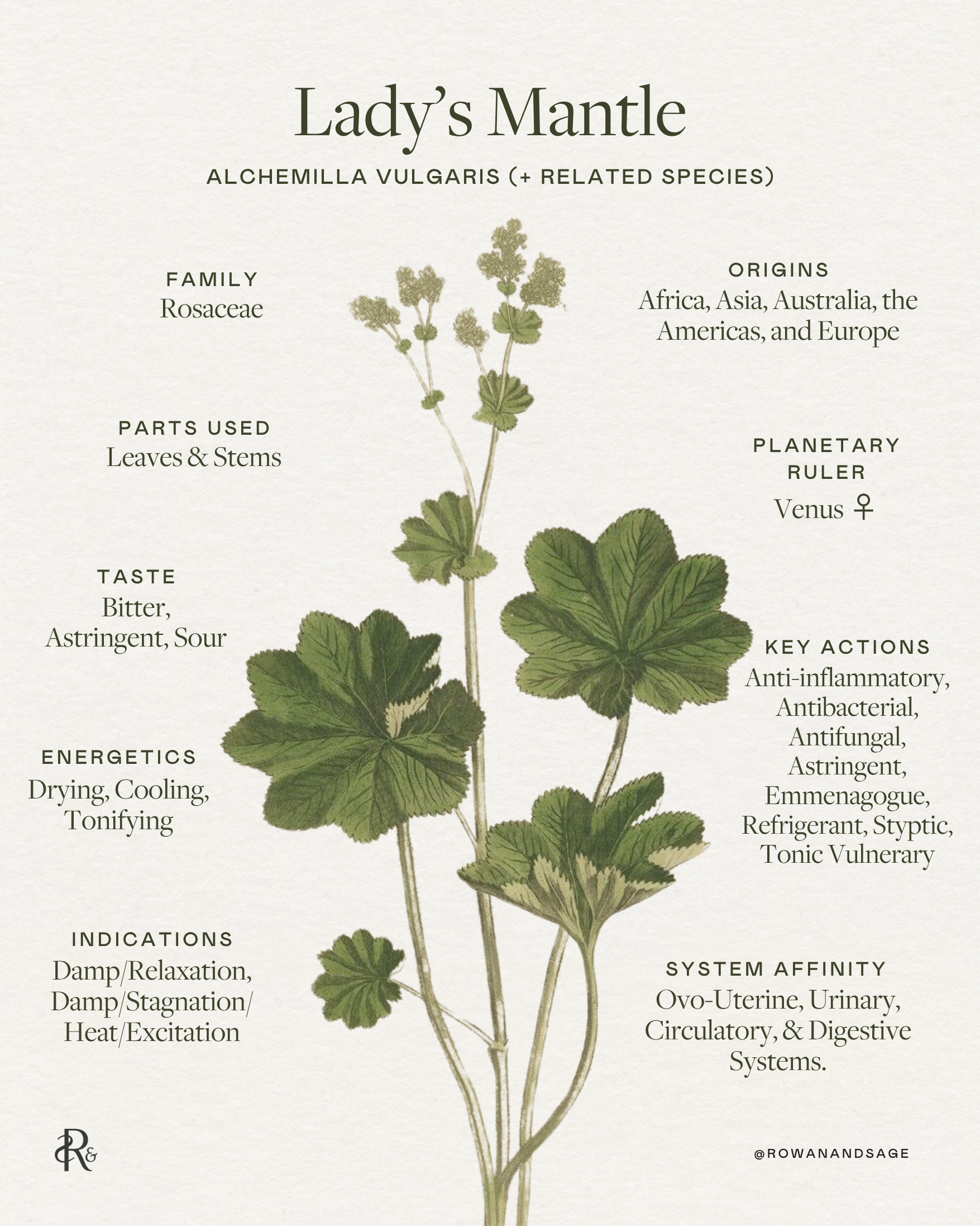 Lady's Mantle: The Little Alchemist  Rowan + Sage