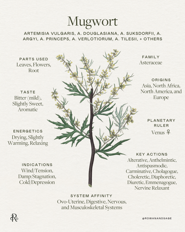 Mugwort is for dreaming…or is it? — Rowan + Sage
