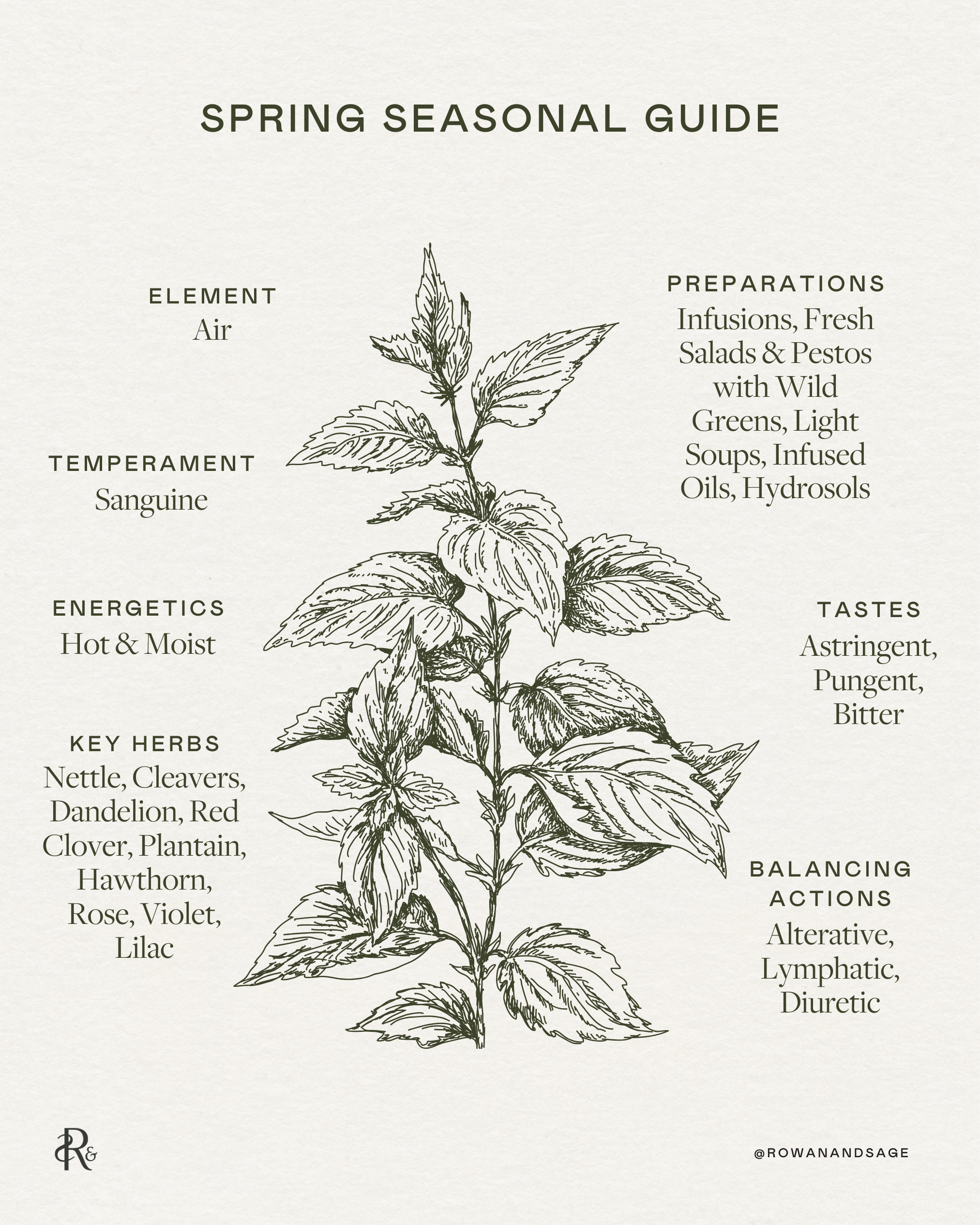 Spring Seasonal Guide (+ the Medicine of Nettle) — Rowan + Sage