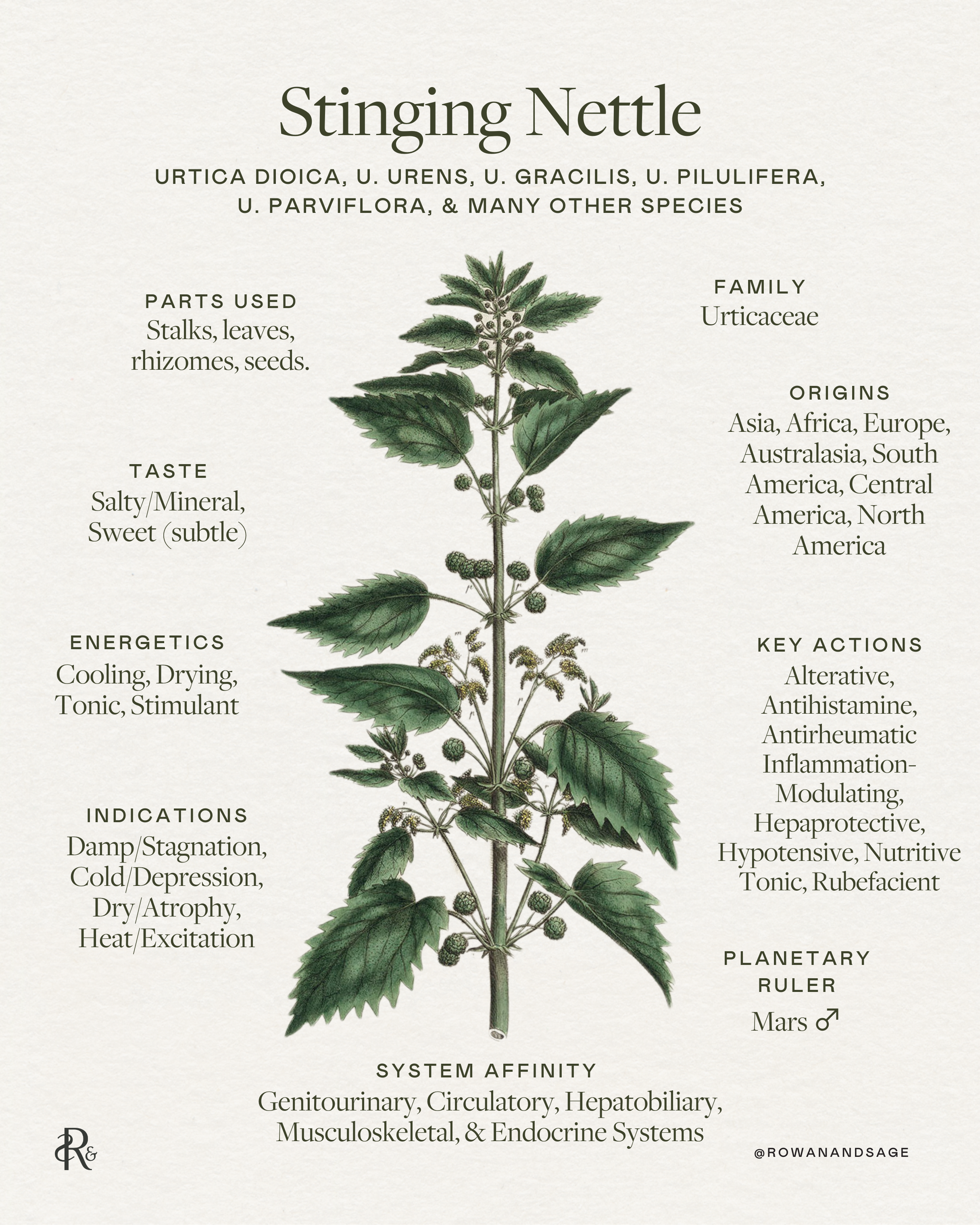 Wild Greens Pesto
