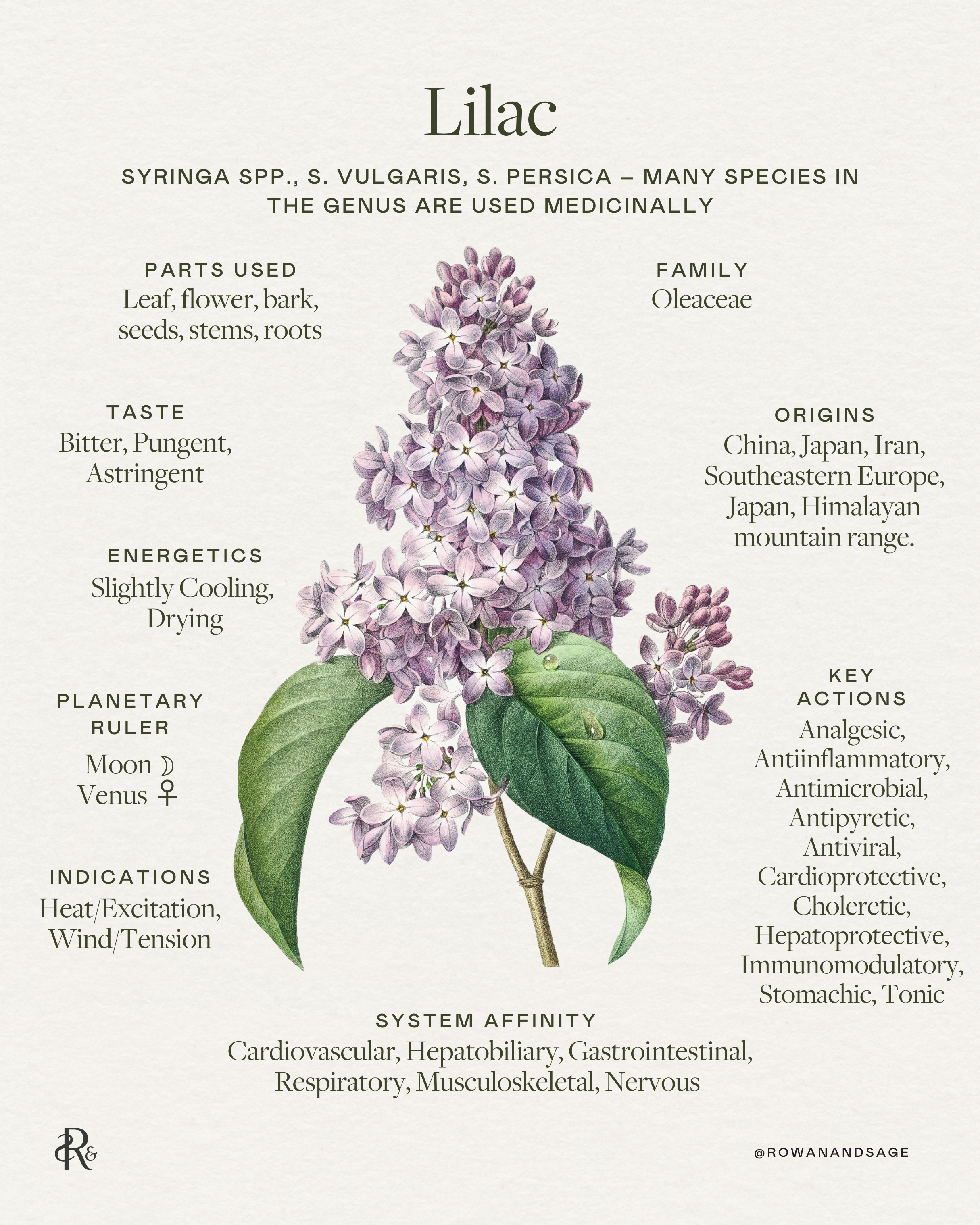 Lilac: An Herb of Spring  Rowan + Sage