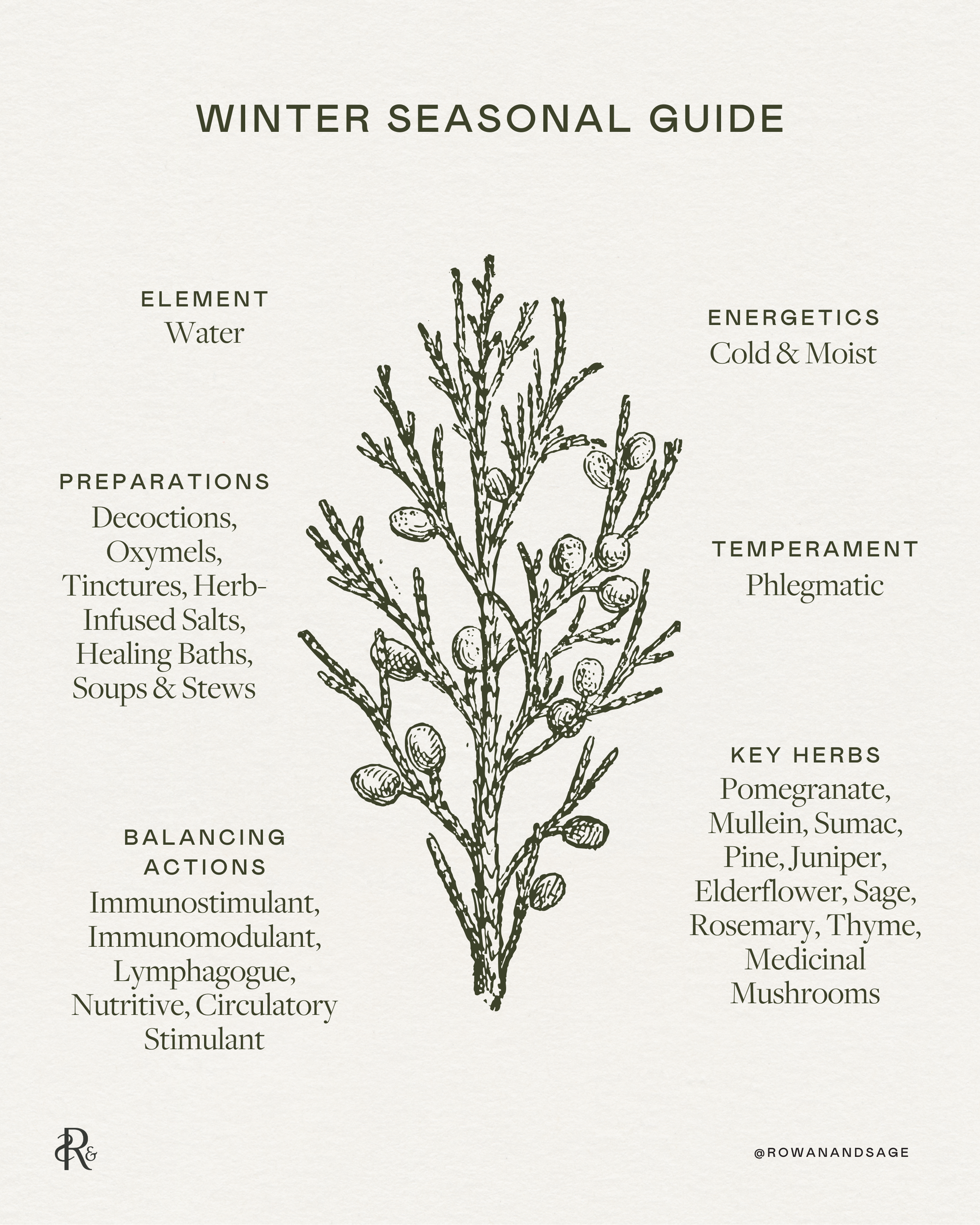 Winter Seasonal Guide (+ the medicine of Pine) — Rowan + Sage