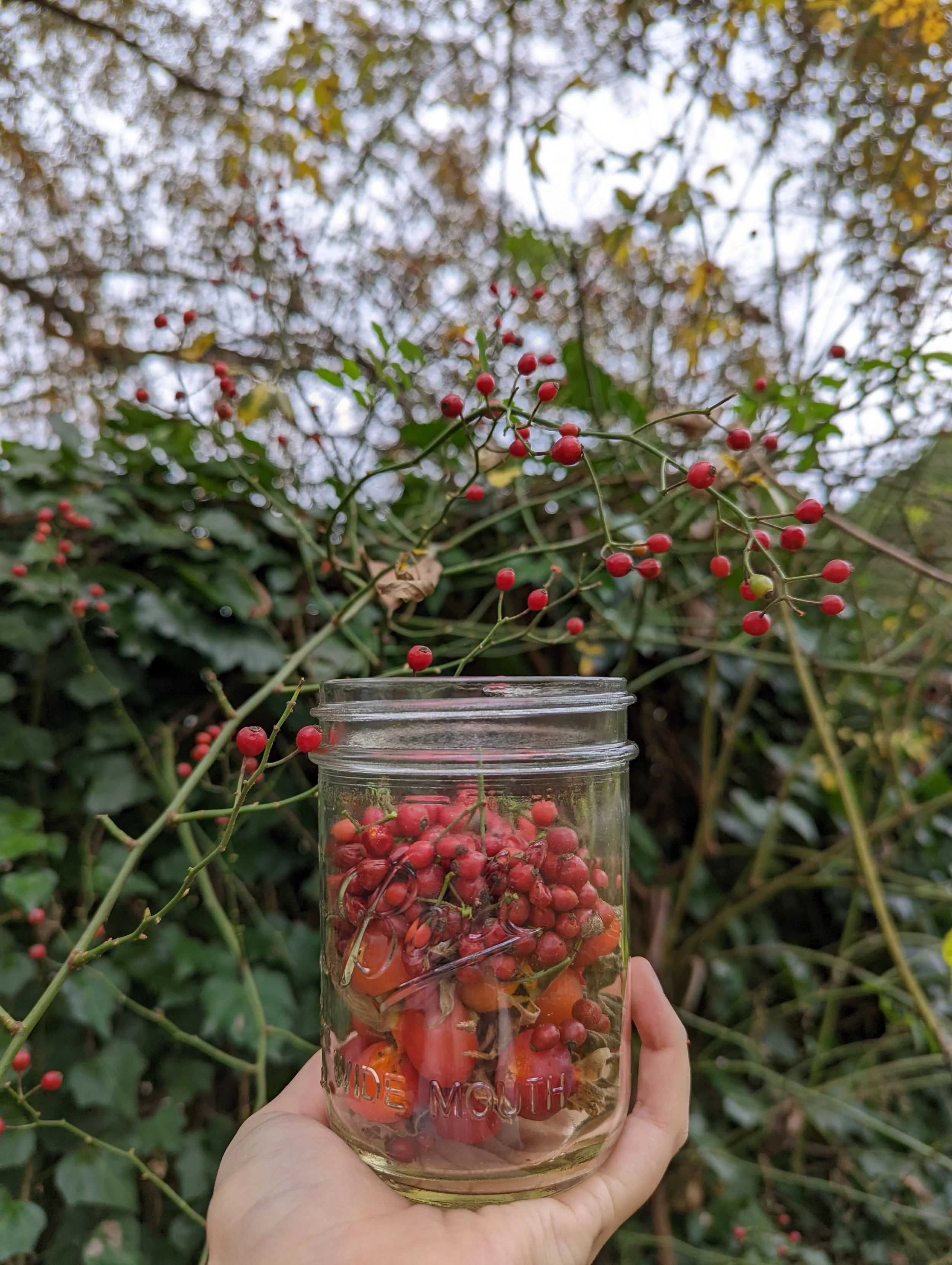 Harvesting Rosehips at the Hedgerows (+ How to Make Rosehip Syrup