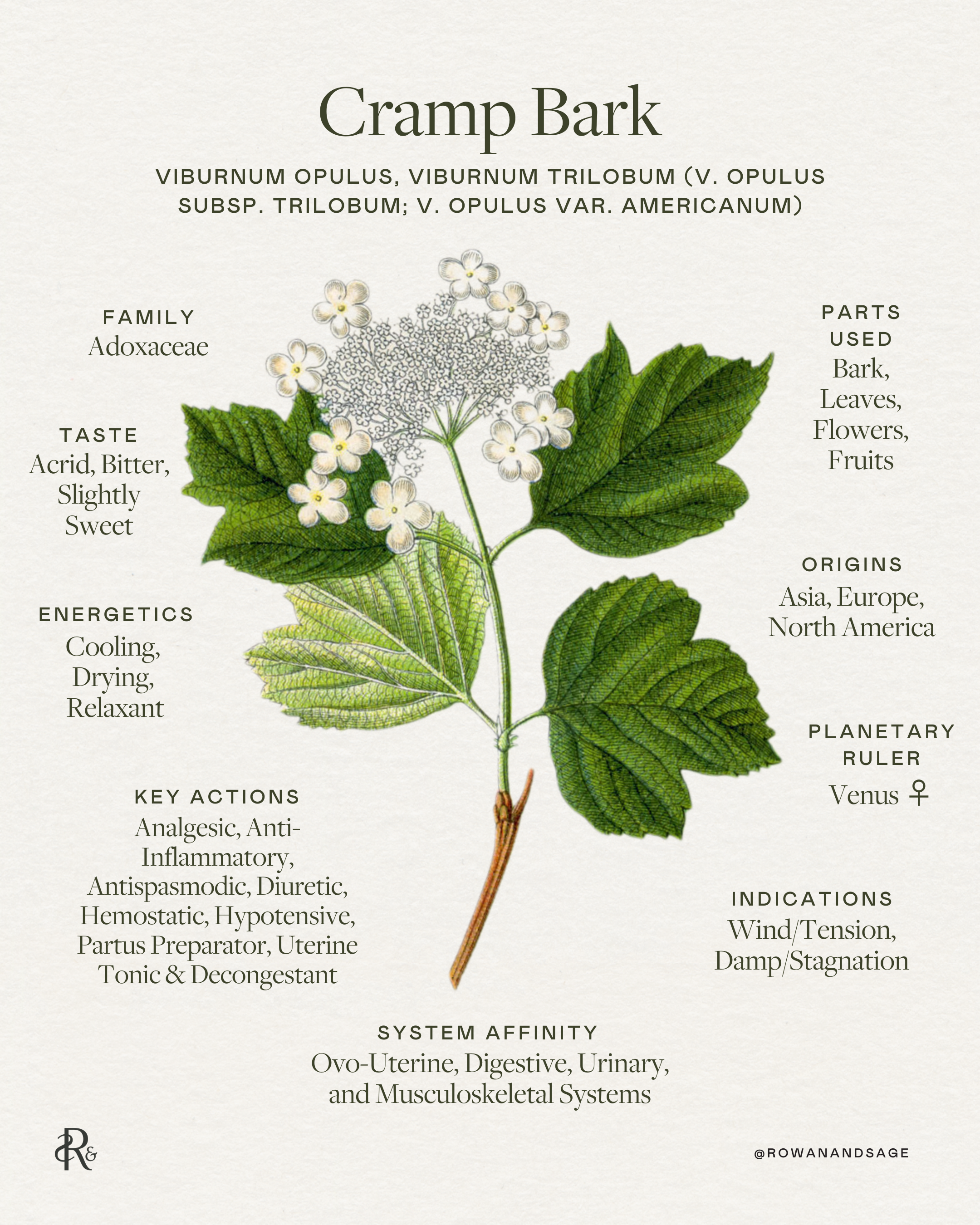 Cramp Bark's Medicinal Uses & Folkloric Wisdom  Rowan + Sage