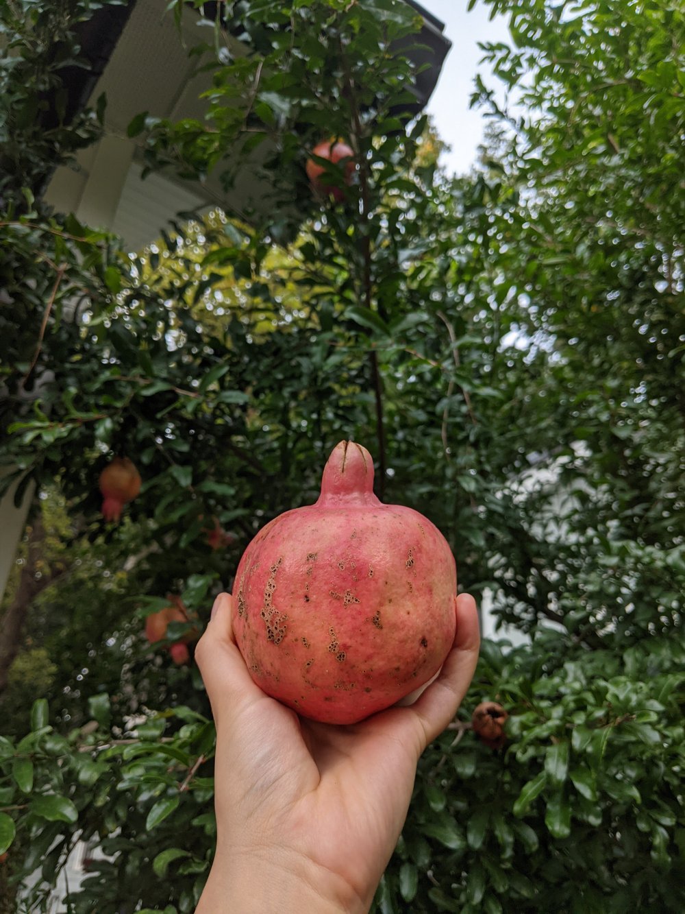 Pomegranate: The Gem of Winter — Rowan + Sage