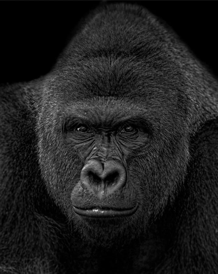 The Harambe Foundation