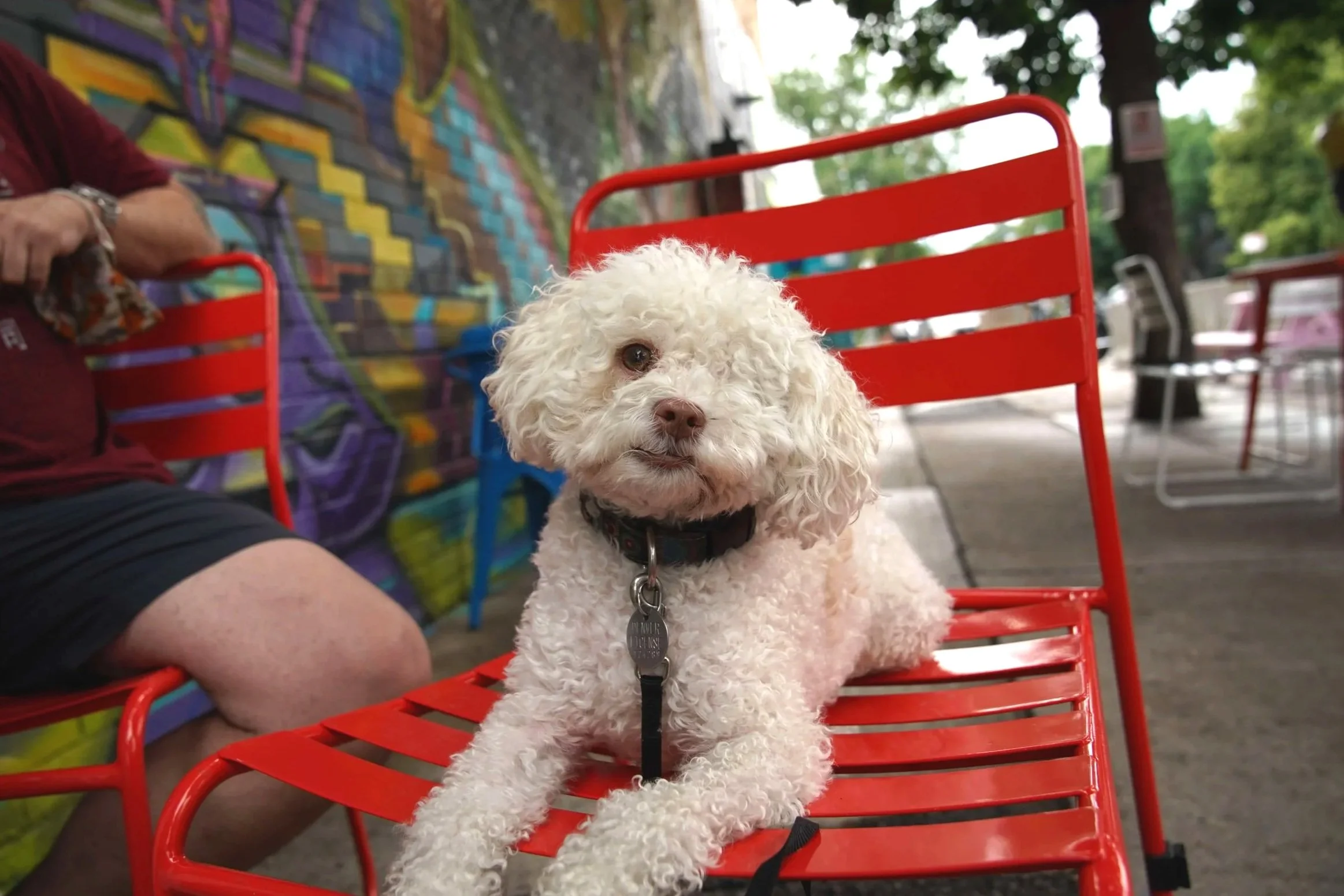 White fluffy dog sitting on a red chair with colorful graffiti in the background.