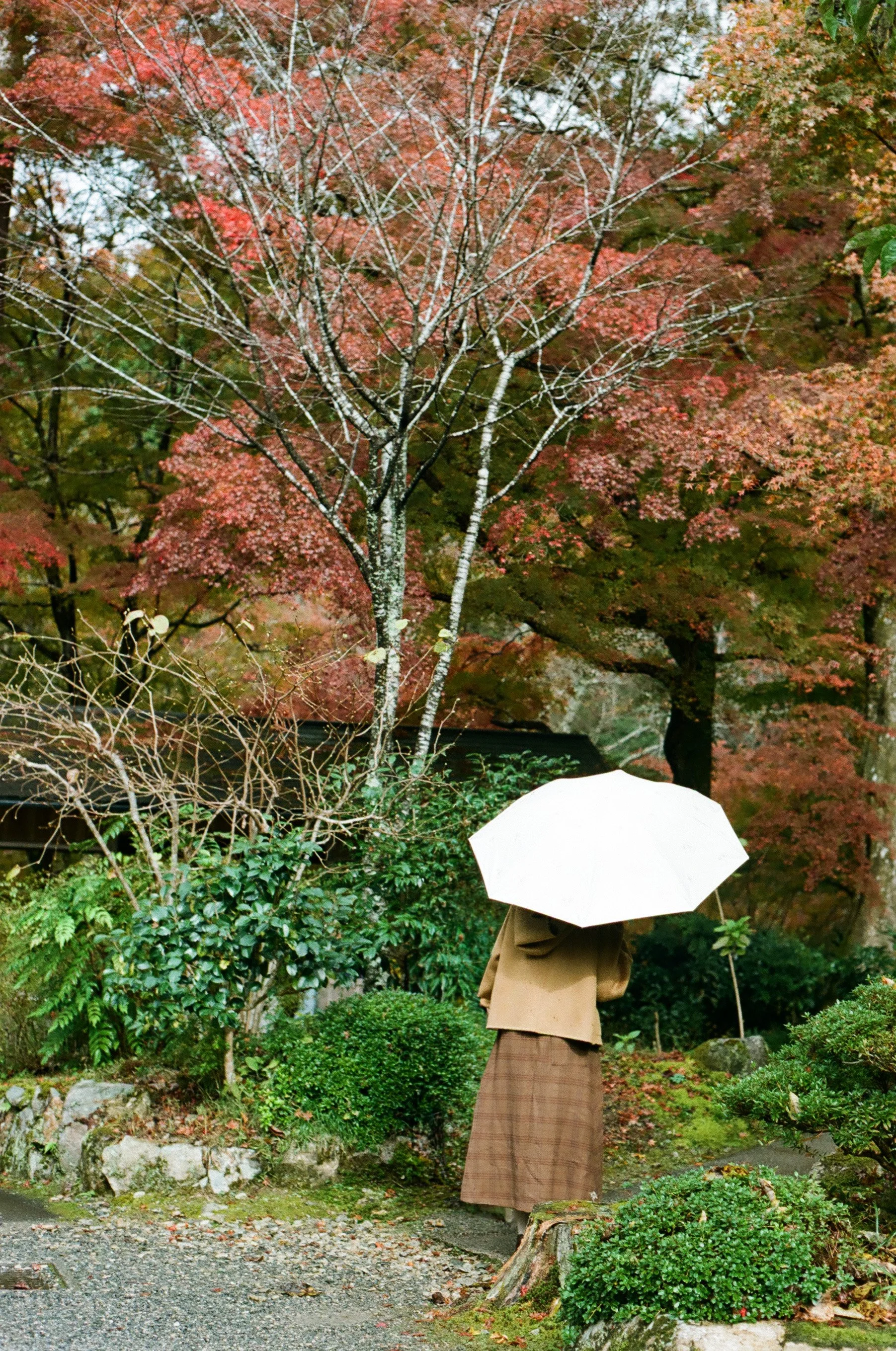 white umebrella.jpg