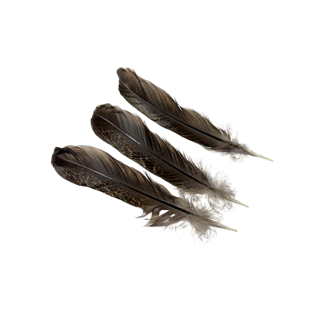 feathers.png