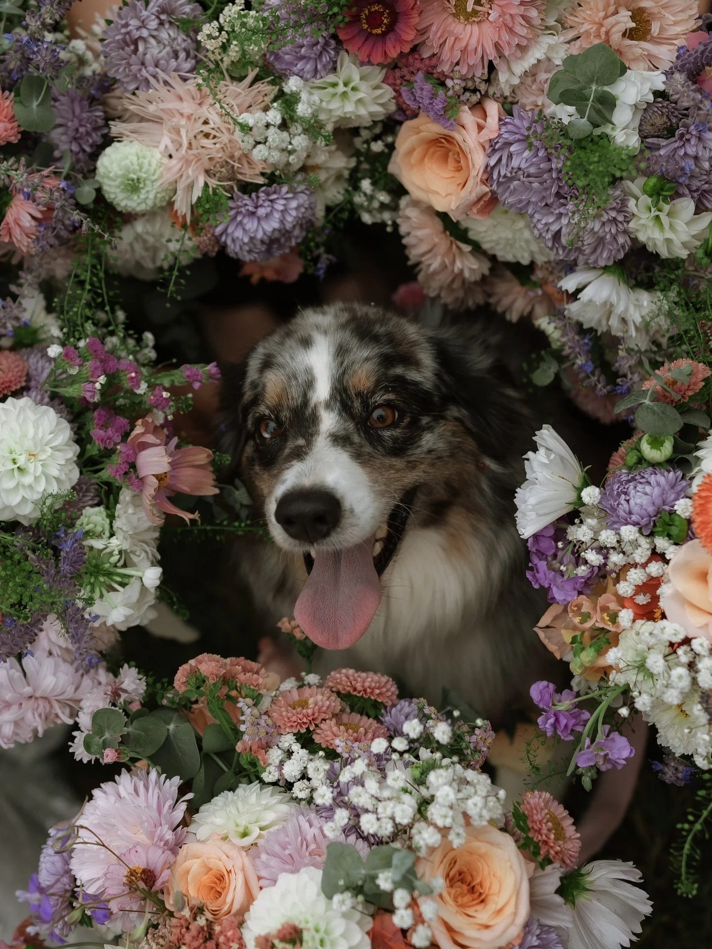 just had to add this sweet pup to our feed 🥹