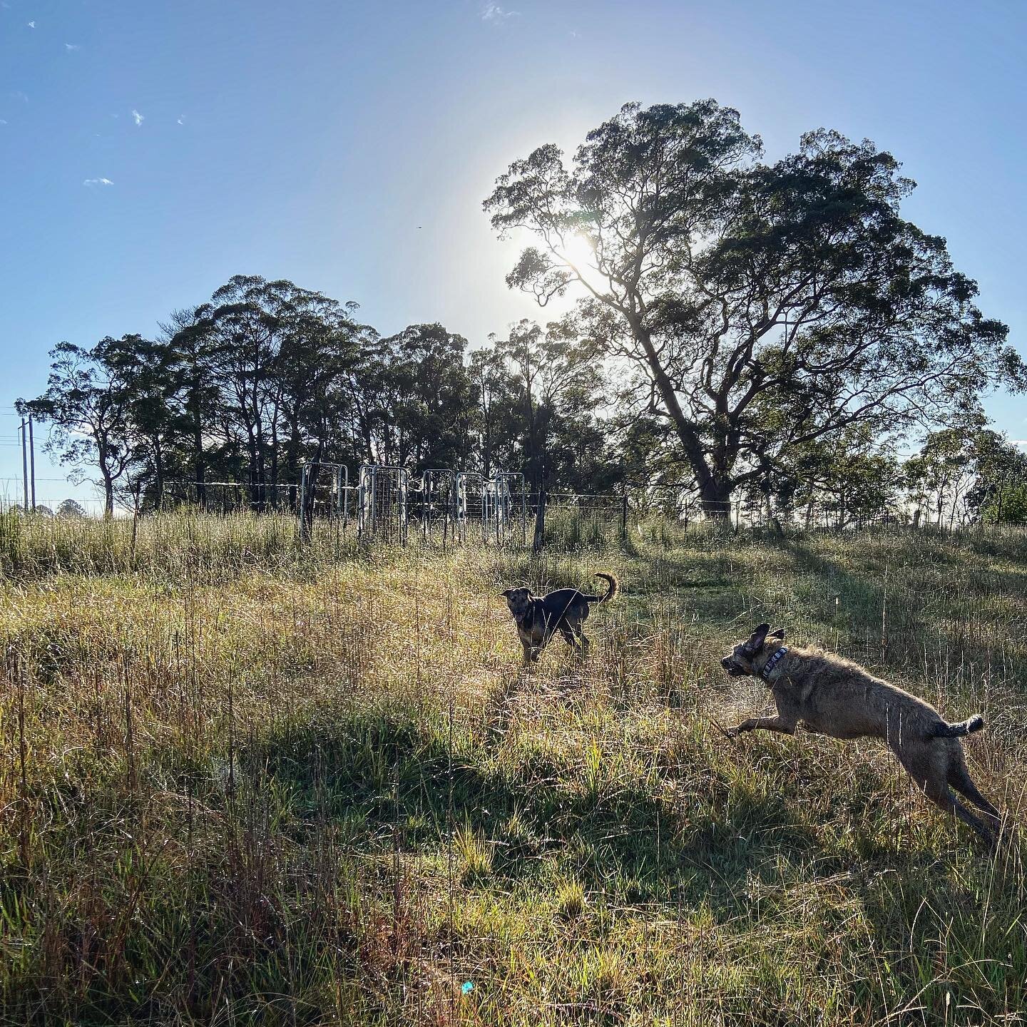 Coming in hot! 
.
.
#dogplay #dogsofinstagram #happydog #weekend #dogwalk #farmdog #dogmum #freedom #rescuedogsofinstagram #siblings #anxiousdogs #weekendsaway