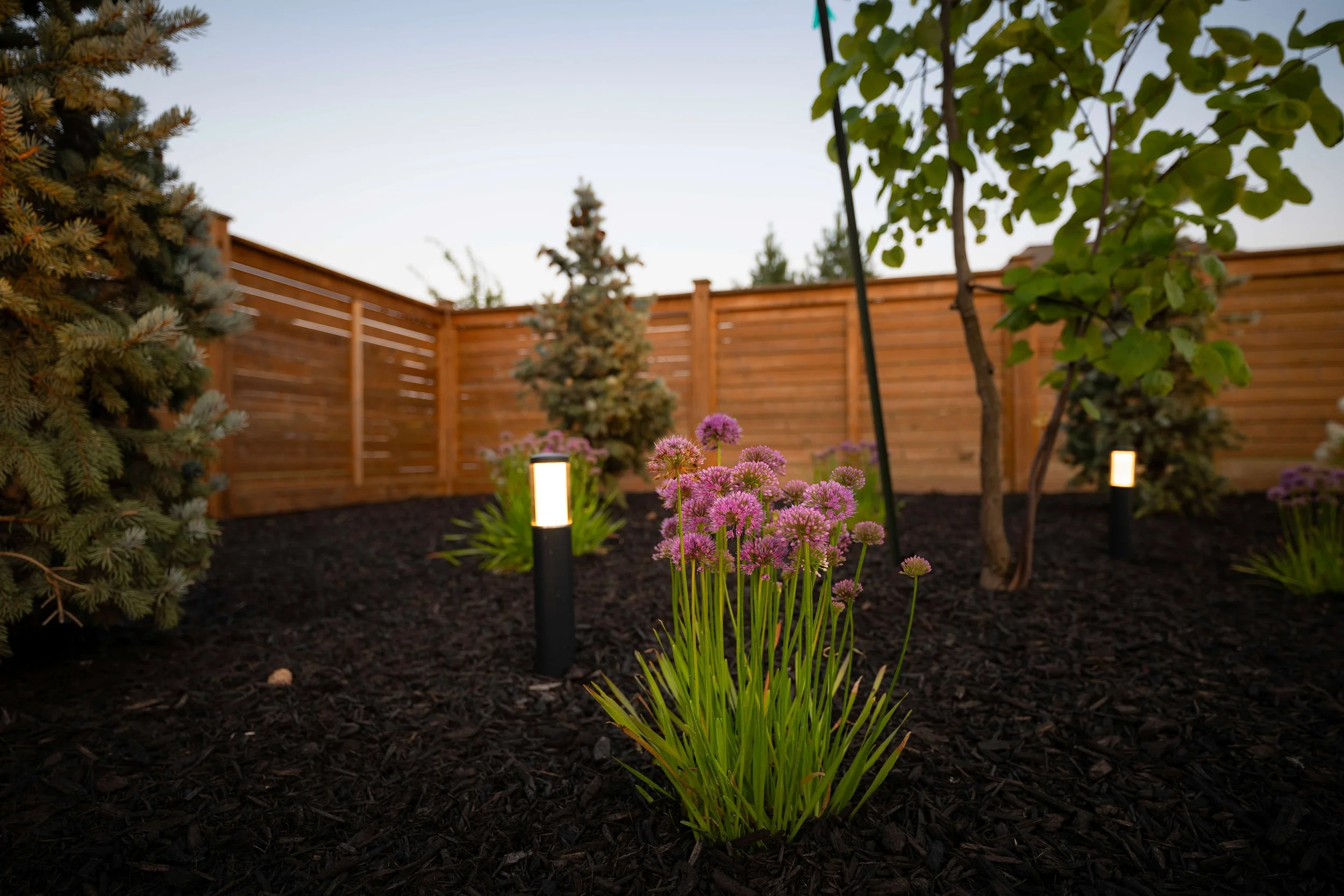 lasalle-planting-allium-lighting-trees.jpg