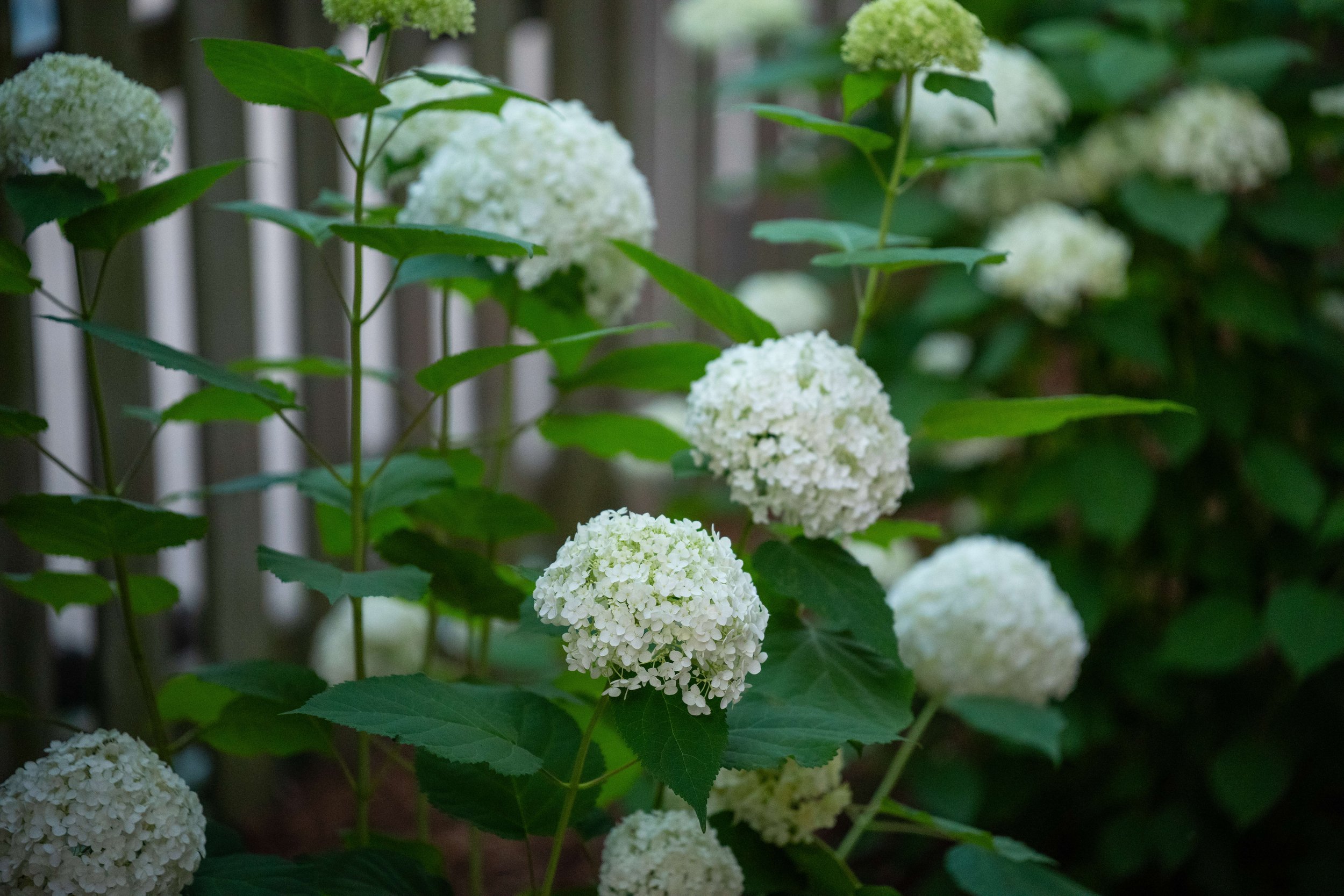 windsor_landscaper_hydrangea.jpg